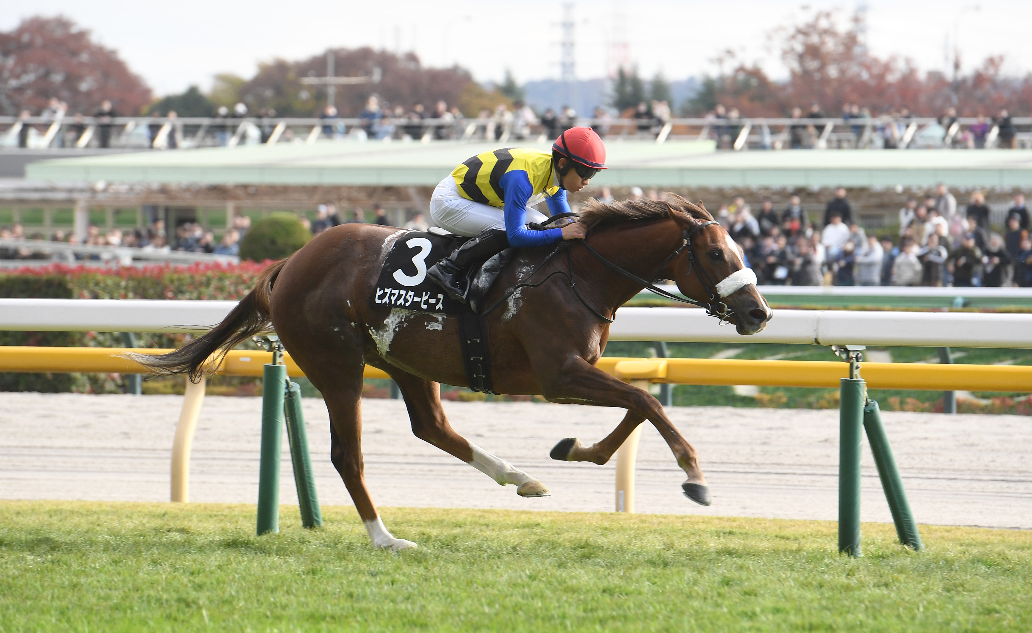 独特なフォームで2連勝 ヒズマスターピースに国枝師「タニノチカラの