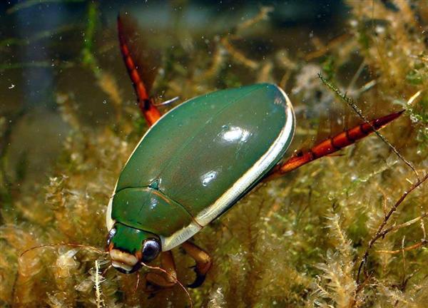 関西の議論 タガメ ゲンゴロウが消えた 琵琶湖博物館で人気の水生昆虫 自然環境の悪化 繁殖の難しさで絶滅危機 1 3ページ 産経ニュース