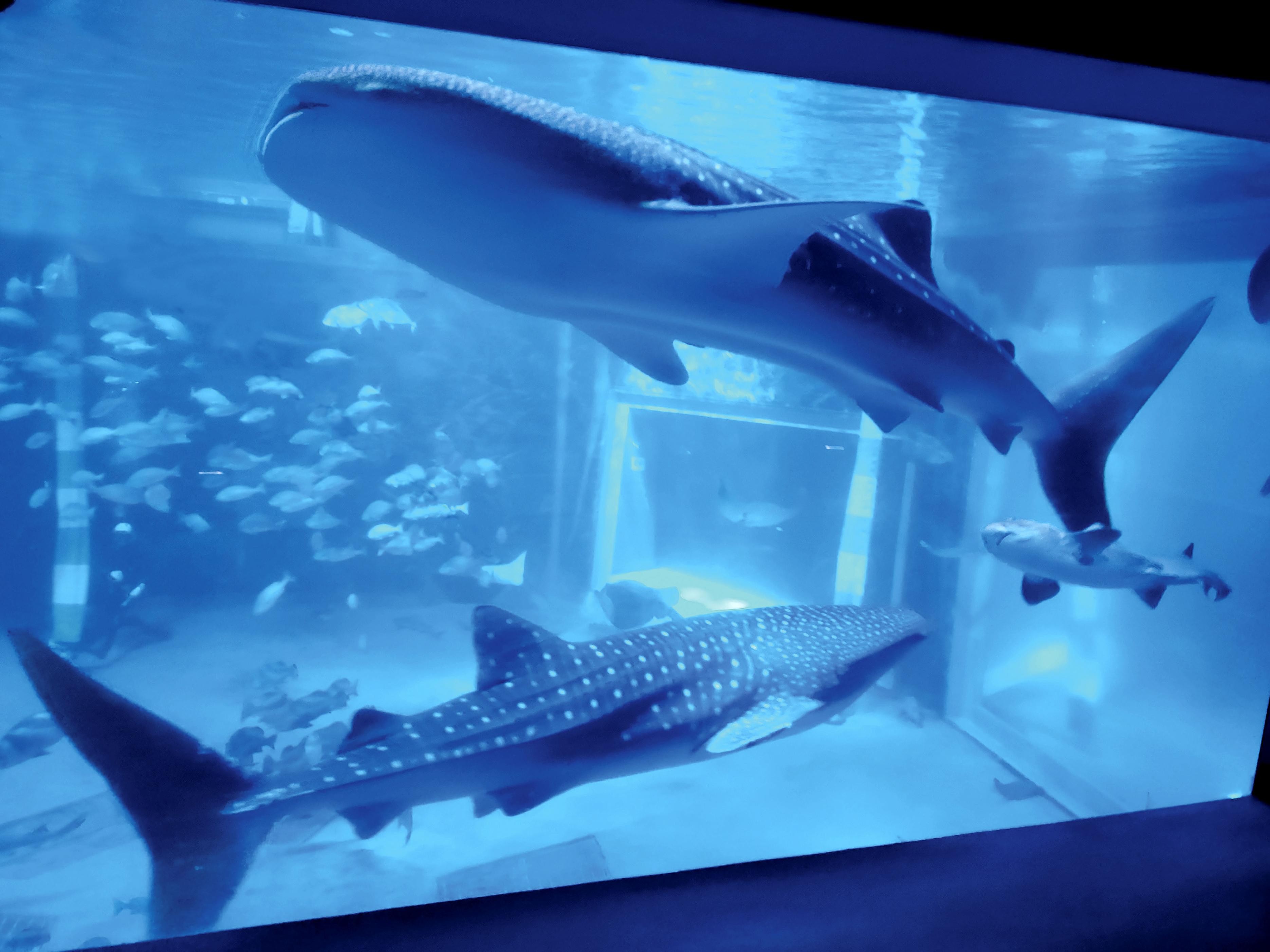 ジンベエザメもう1頭死ぬ、のとじま水族館 - 産経ニュース