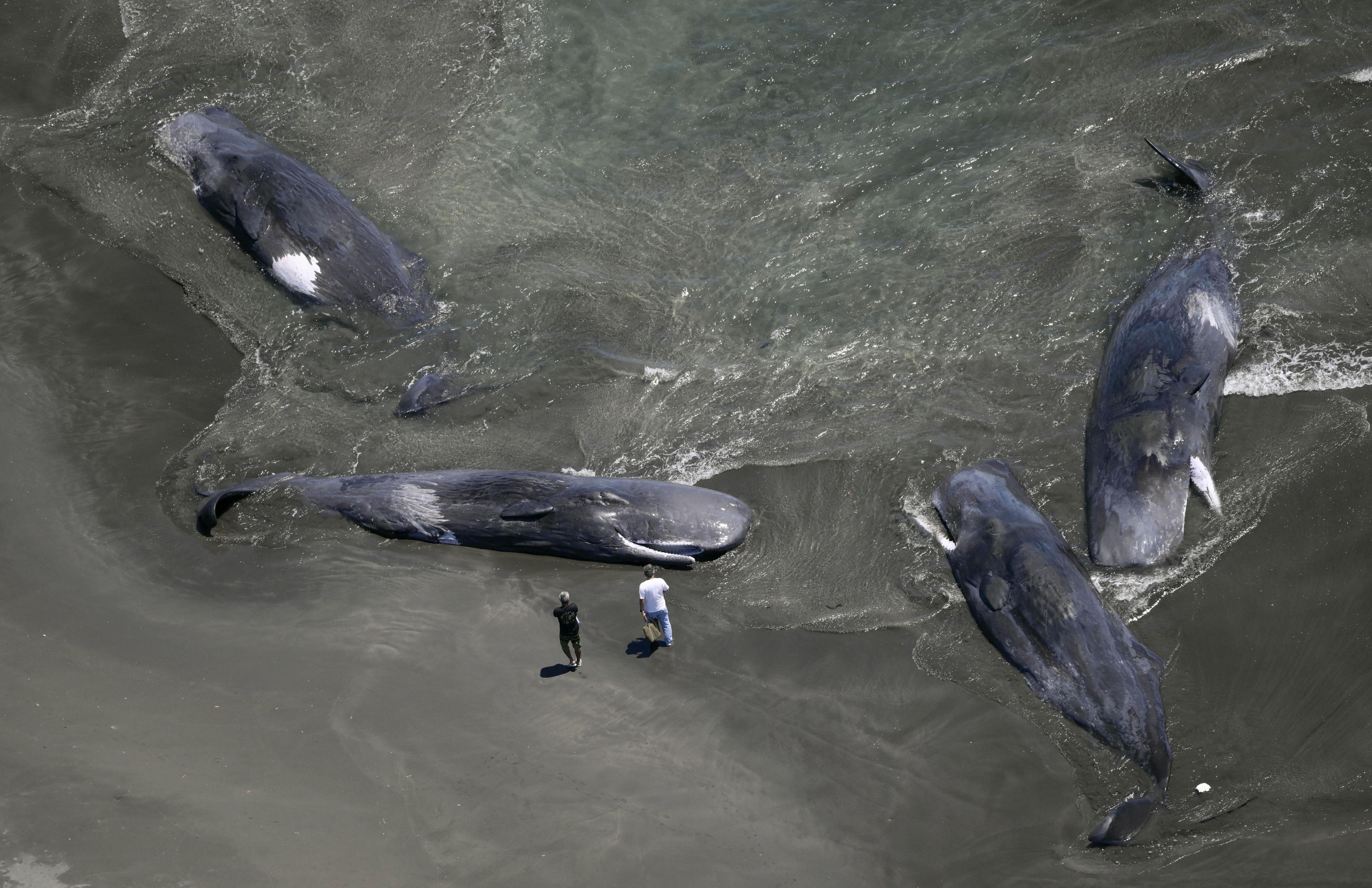 動画】クジラ4頭、千葉・館山の平砂浦海岸に打ち上げ 30日の地震との