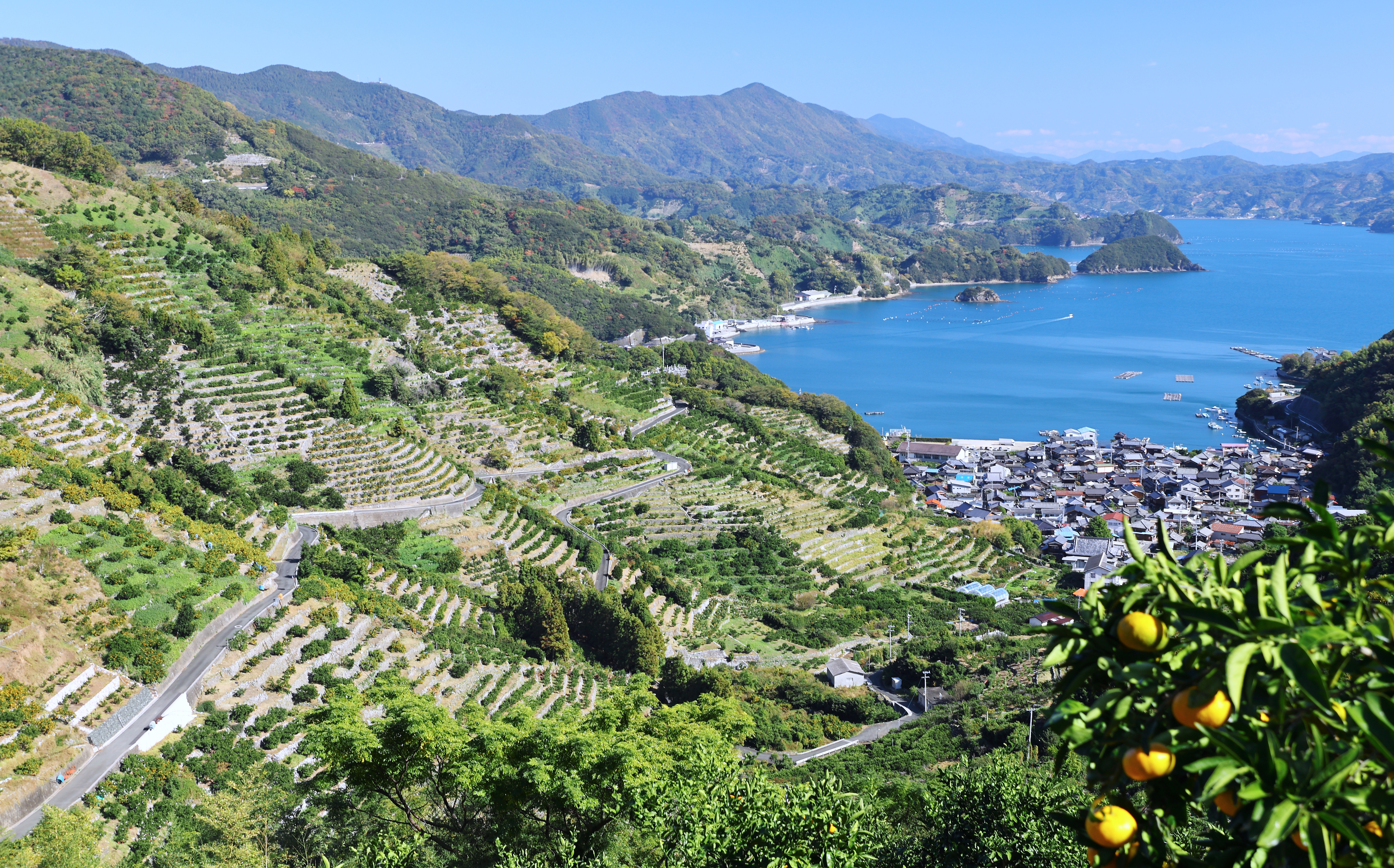 動画】【探訪＆動画】「3つ目の太陽」が育てるおいしいミカン 愛媛