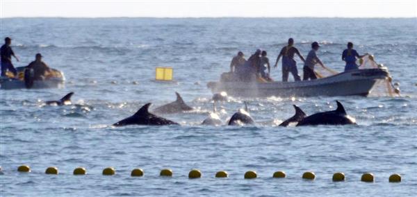 相次ぐ協会退会で水族館が真相激白！ 追い込み漁のイルカ購入禁止