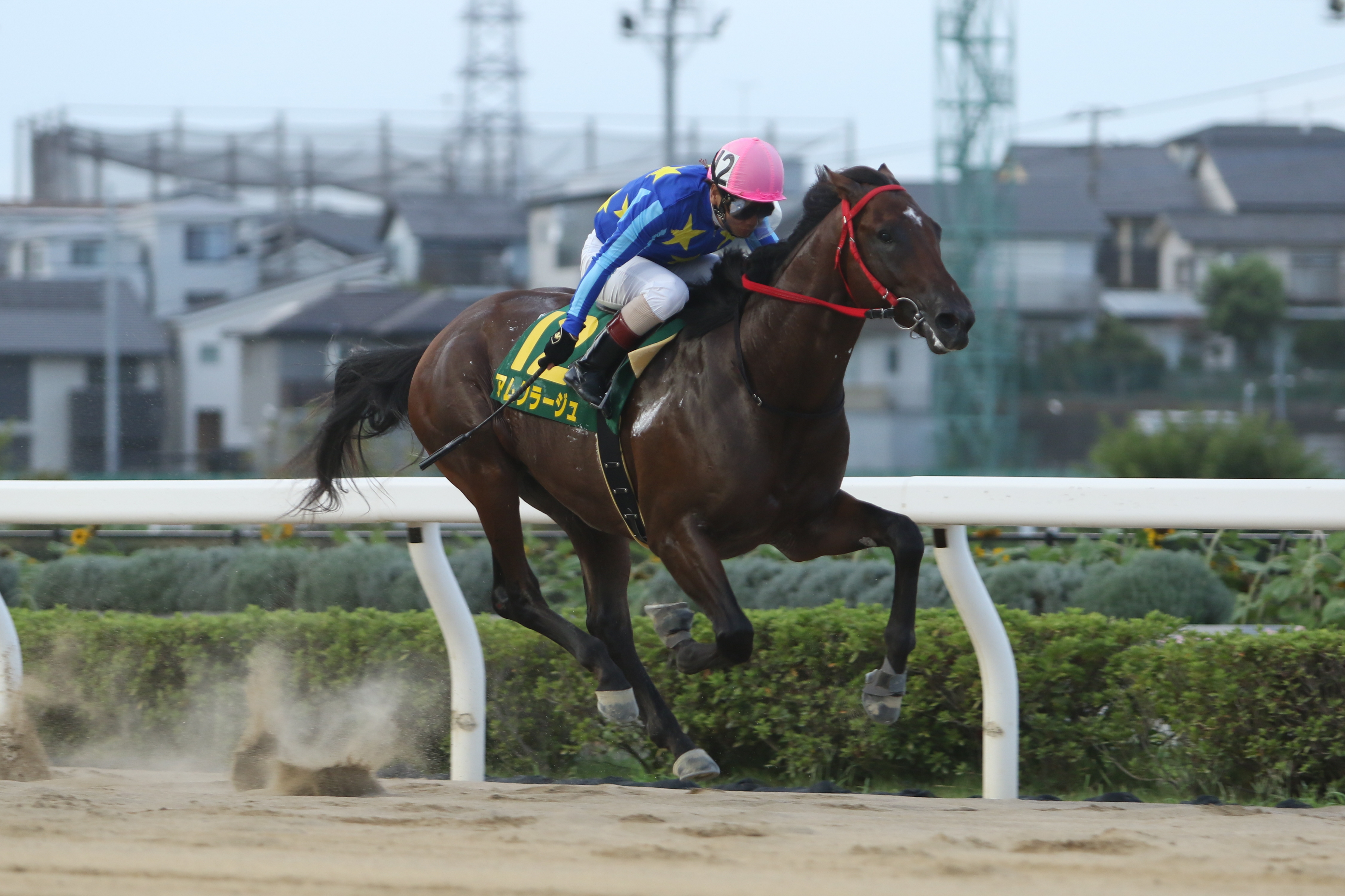 【鎌倉記念】南関２歳の大物アムクラージュ４連勝で全日本２歳優 ...