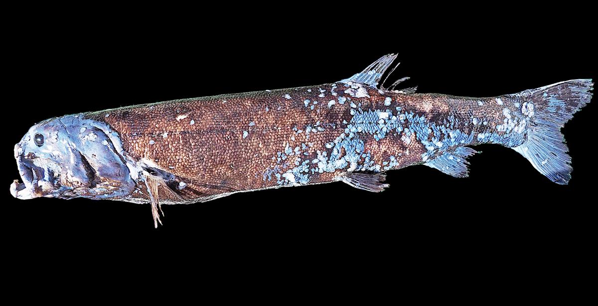 生態系に君臨するトップ プレデター ヨコヅナイワシ 新種の巨大深海魚 産経ニュース