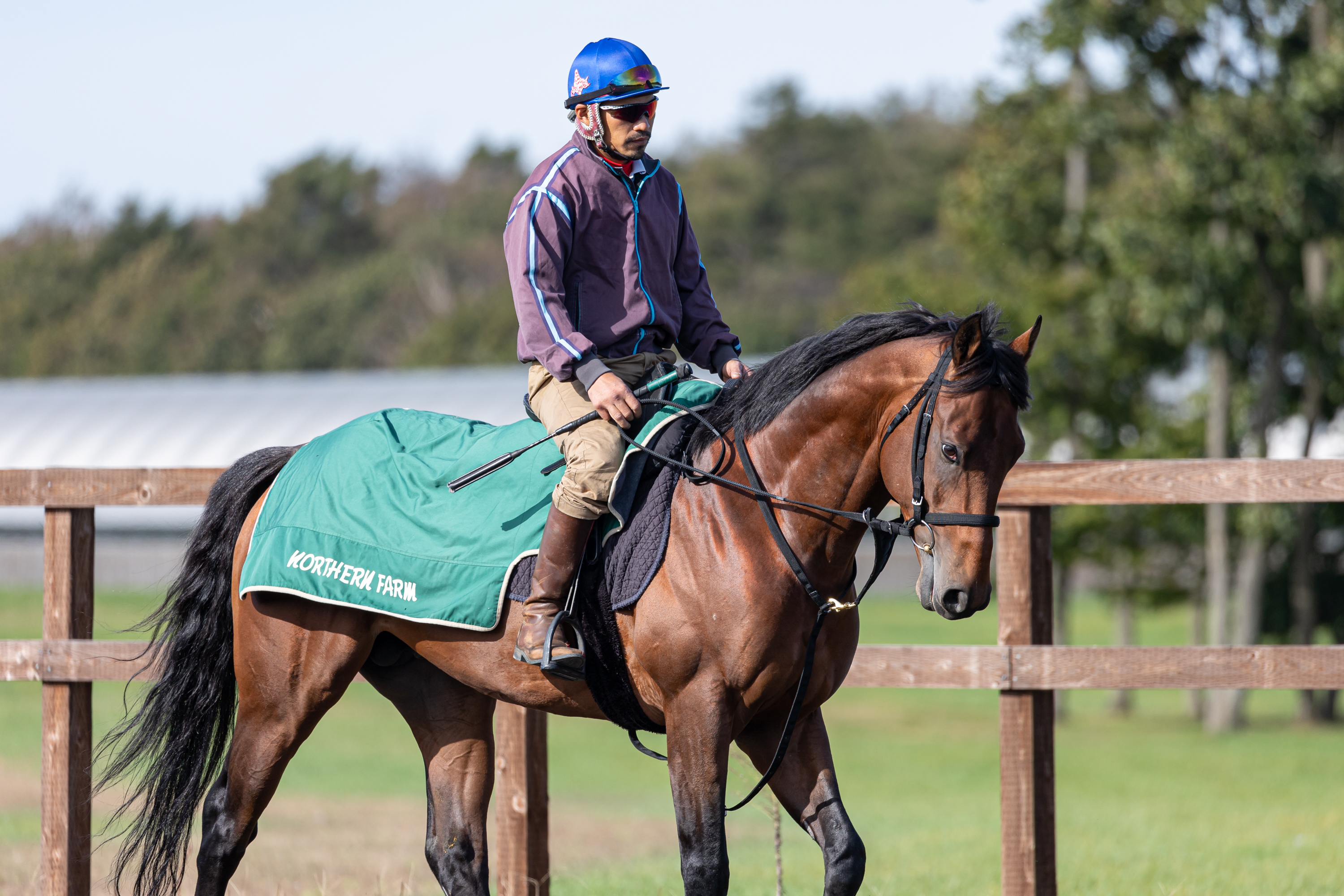 有馬記念】エフフォーリア復活の連覇へ NF空港・高見厩舎長が自信を