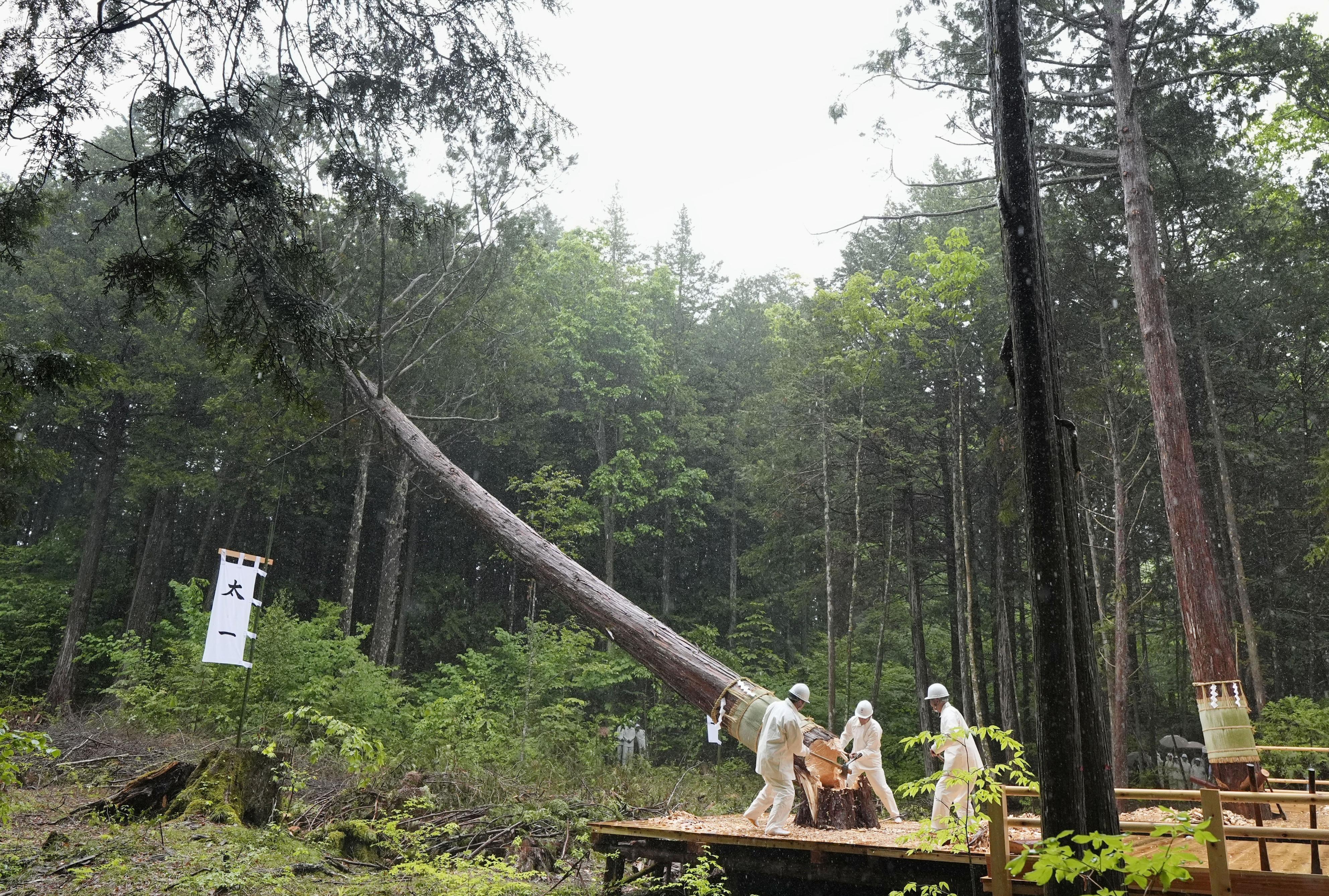 2033年の伊勢式年遷宮でご神体納める器の木材を伐採する祭事 長野県