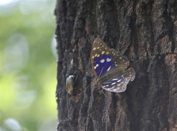 おおむらさき 268. 動画あり ホンダ ライブディオZX仕様 原付 バイク 50cc 車体