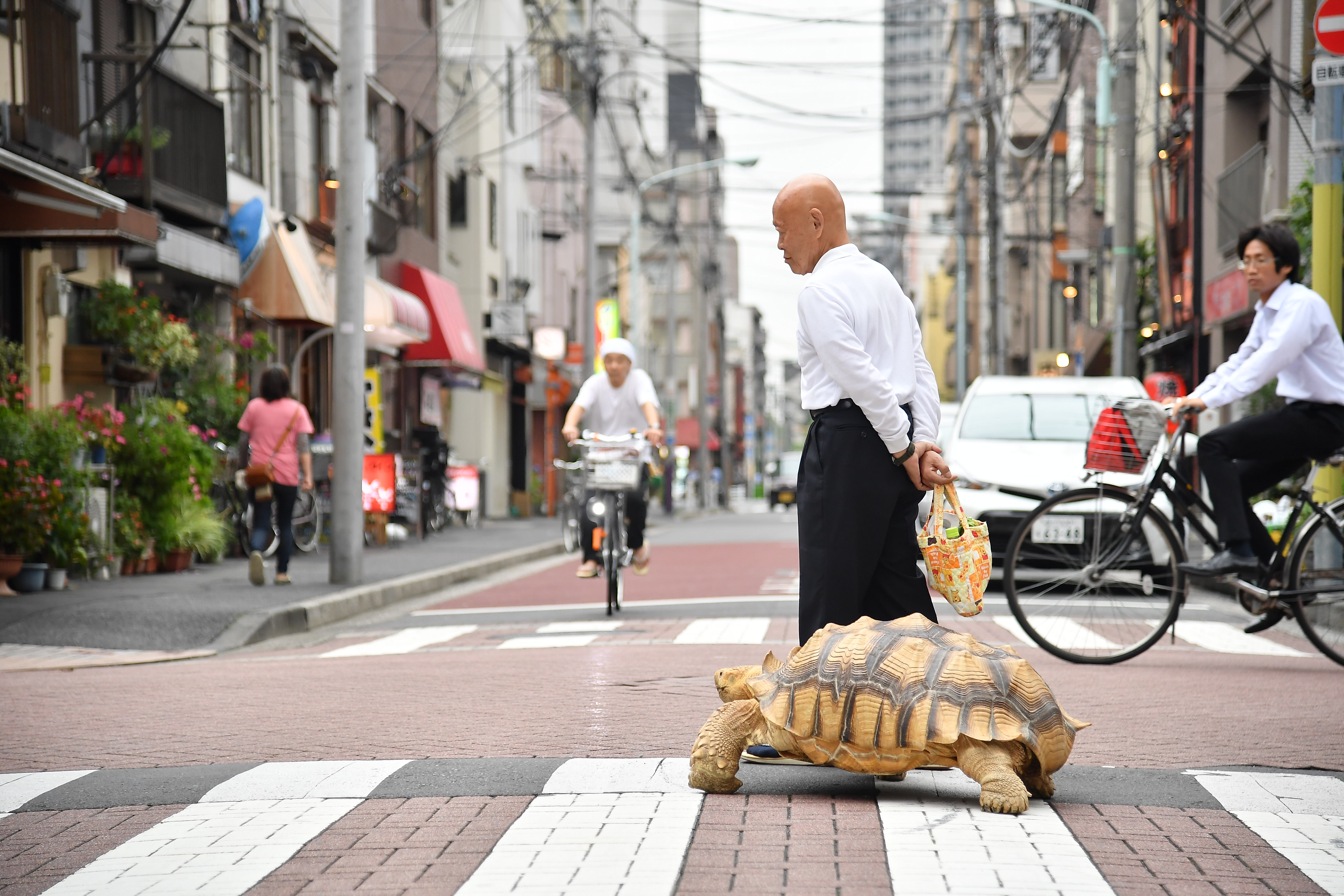 お散歩リクガメ「ぼんちゃん」 子供に大人気の下町のアイドル 東京