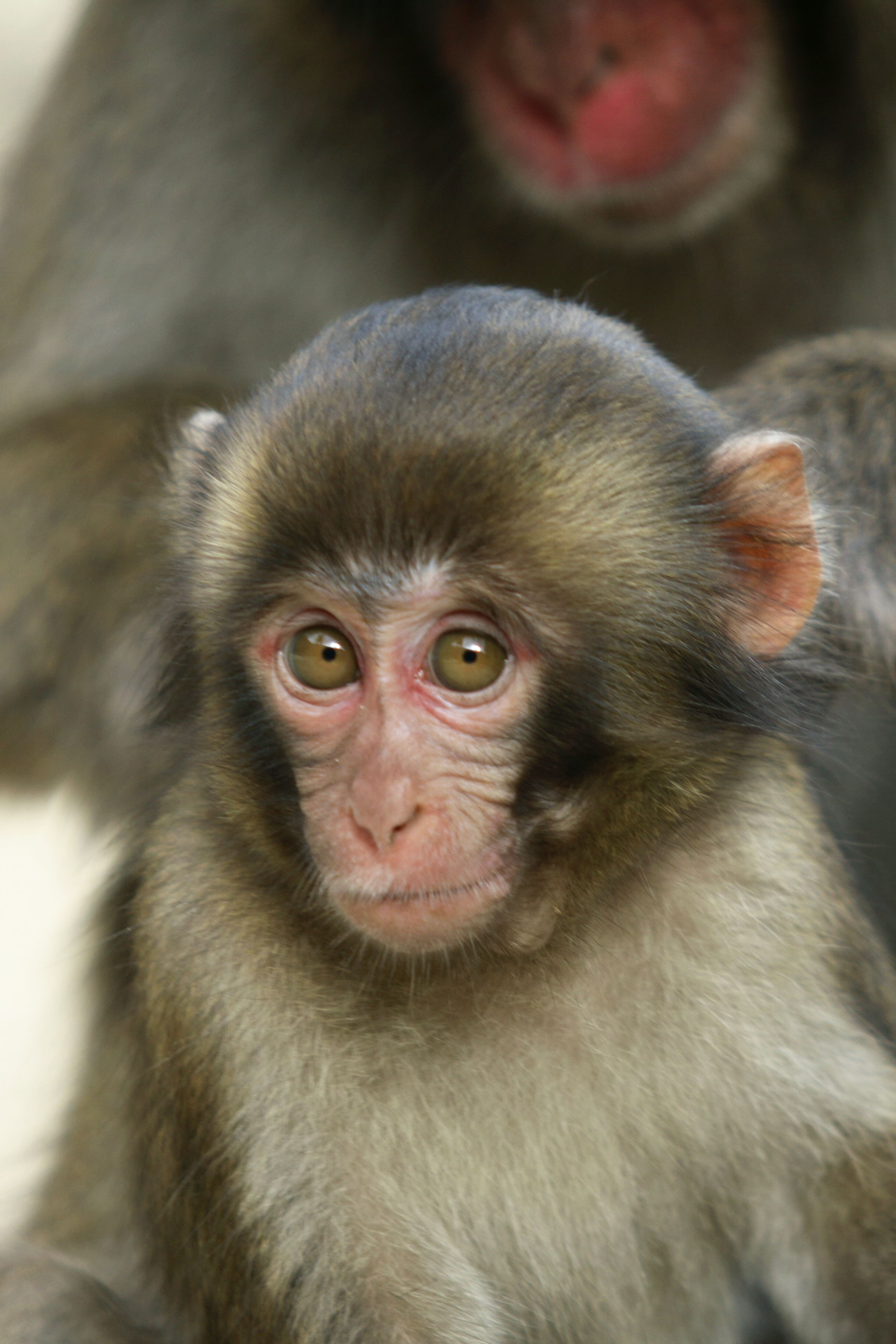 アマビエが圧勝、サル総選挙 大分・高崎山 - 産経ニュース