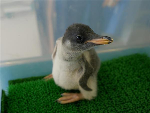 ペンギンちゃん ペンギンちゃん大縄跳び 「ペン太5ん」 | 株式会社三陽製作所 【金属