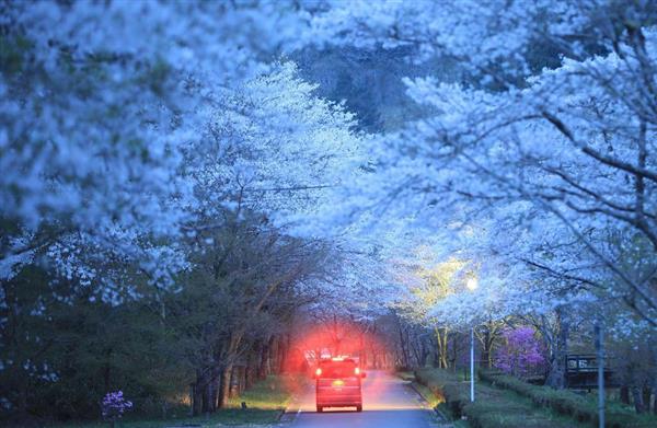 ｖｉｅｗ 写 岐阜県関市 寺尾ケ原千本桜公園 ドローン 千本桜 谷を流れる大河の如く 1 2ページ 産経ニュース