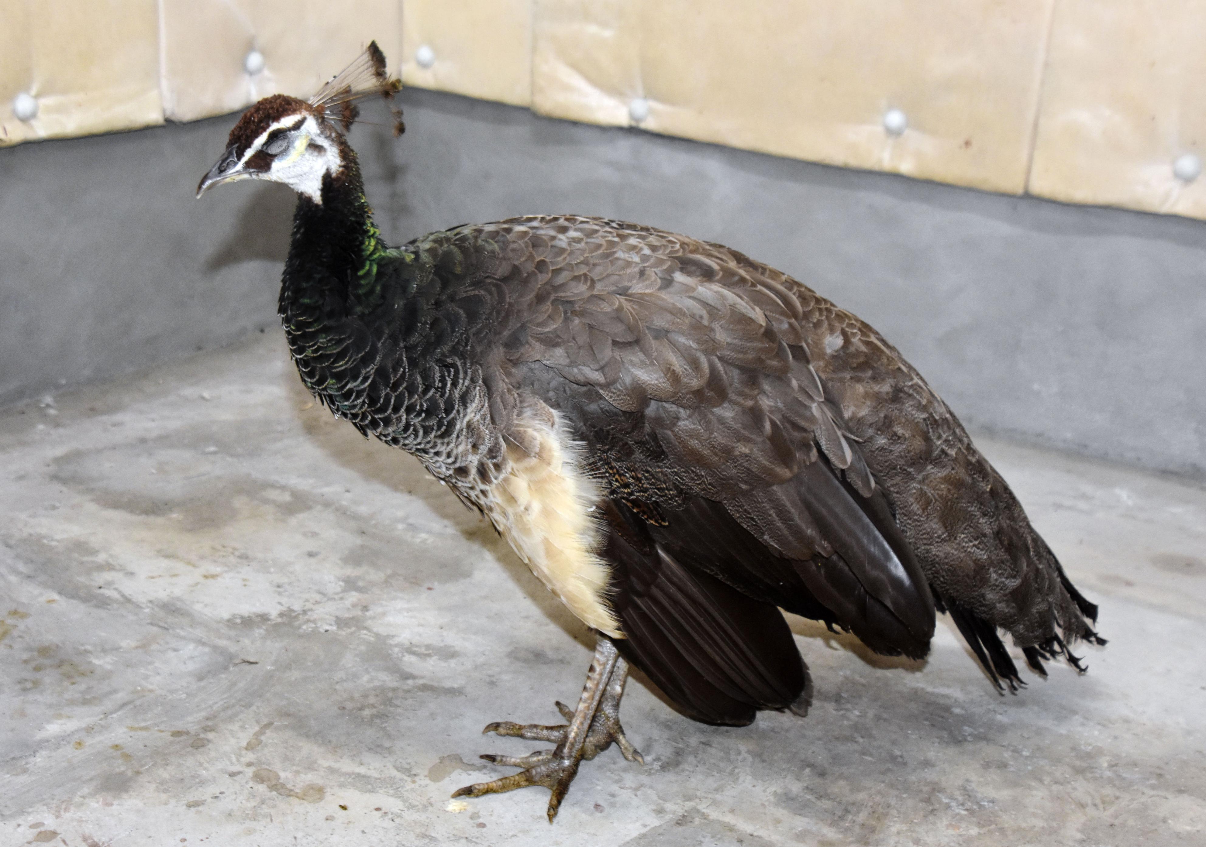 孔雀 14連 土台 リクウ TanaCOCORO[掌] 孔雀明王 - インテリア仏像のイスム