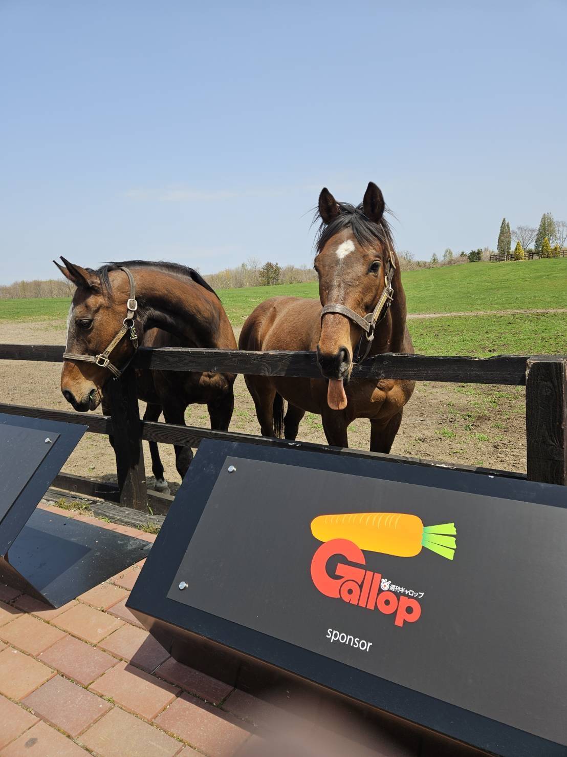 週刊GallopのパネルがYogiboヴェルサイユリゾートファームでお披露目