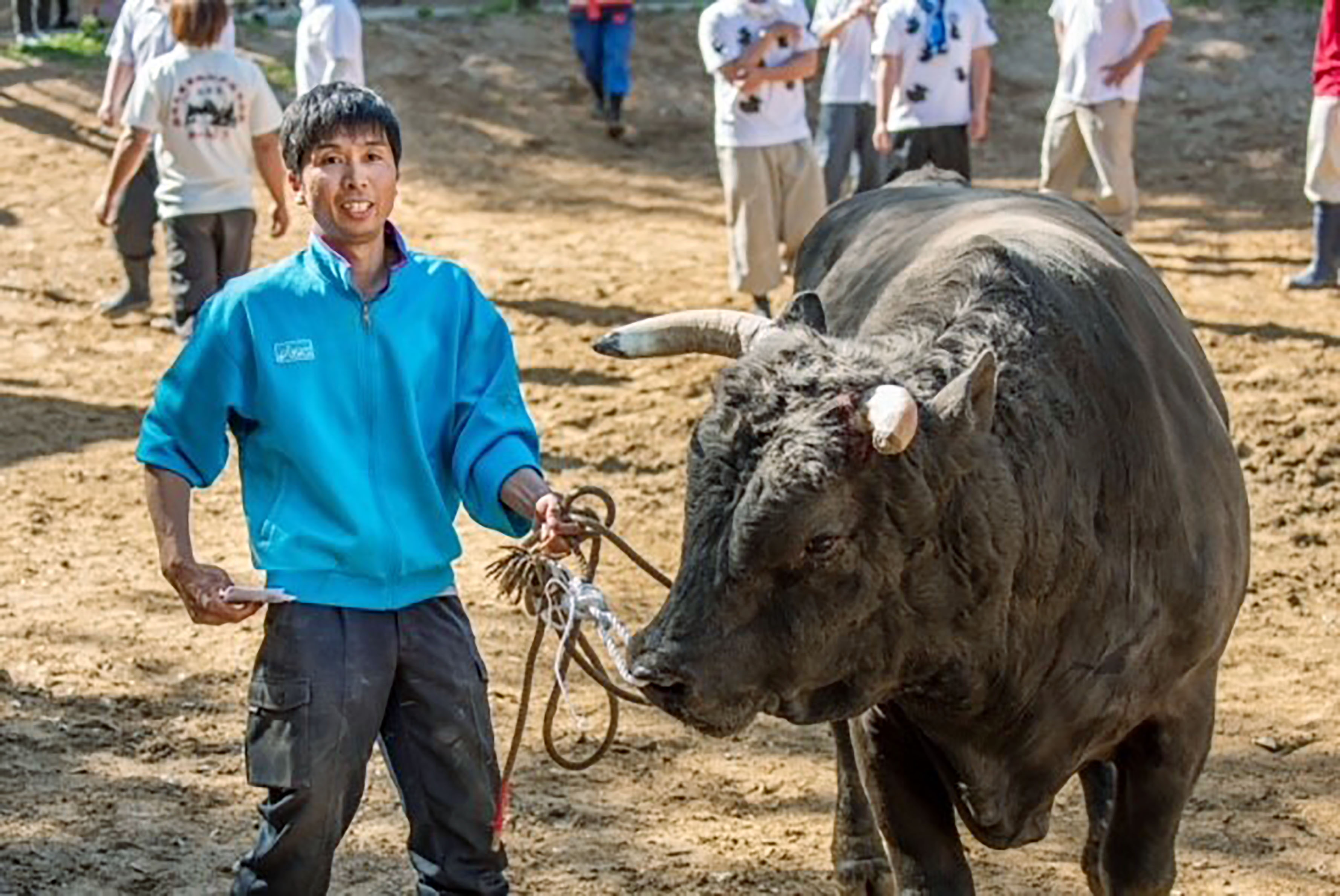 女性も土俵へ 1000年の伝統を守り時代を見つめる 山古志 牛の角突き の現在地 な ナガオカ