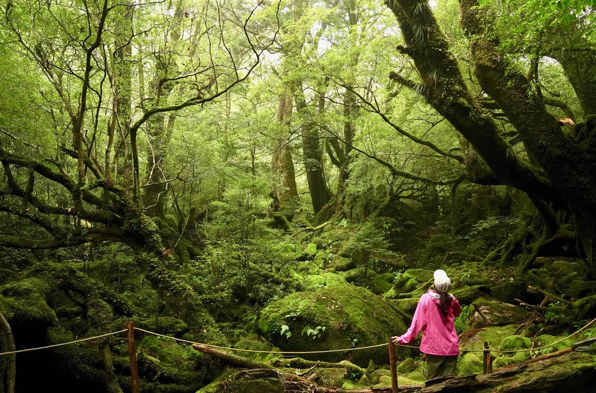 島を歩く 日本を見る】時を超え、命をつなぐ神秘の森 屋久島（鹿児島県