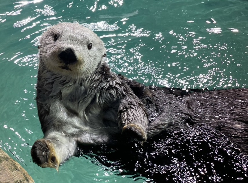日本の水族館からラッコが消える日 122頭から現存は雌2頭のみ