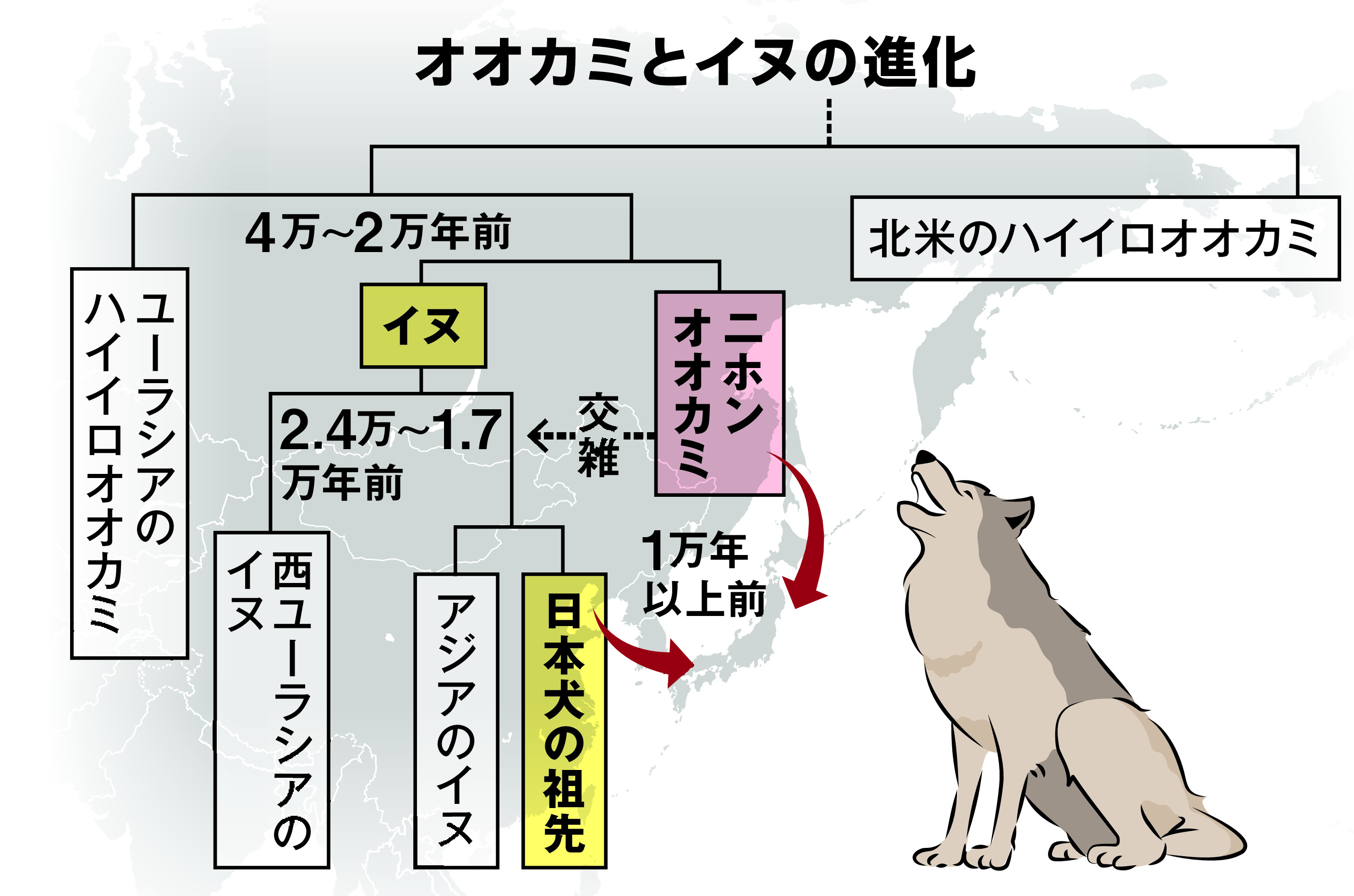 ニホンオオカミのゲノムから見えてきたイヌの起源 〝相棒〟人間の歴史ともリンク - 産経ニュース