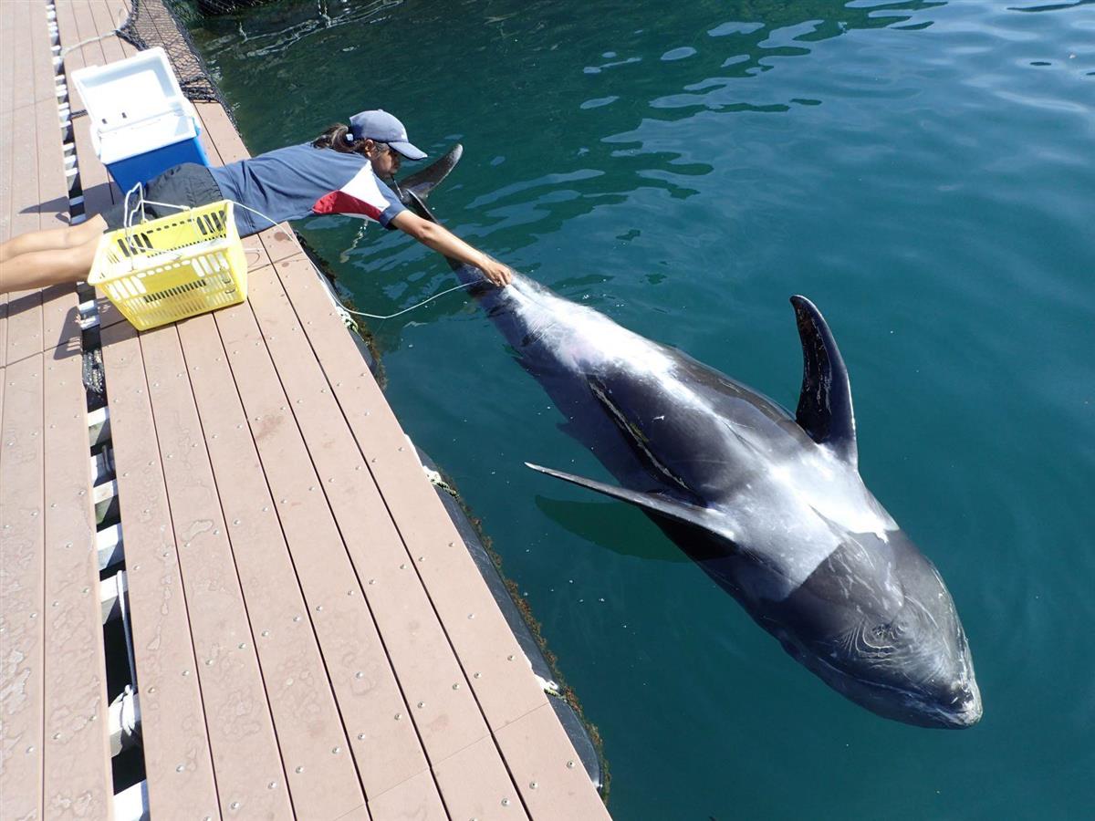 くじら日記 わずかな体温変化から体調を知る 1 2ページ 産経ニュース