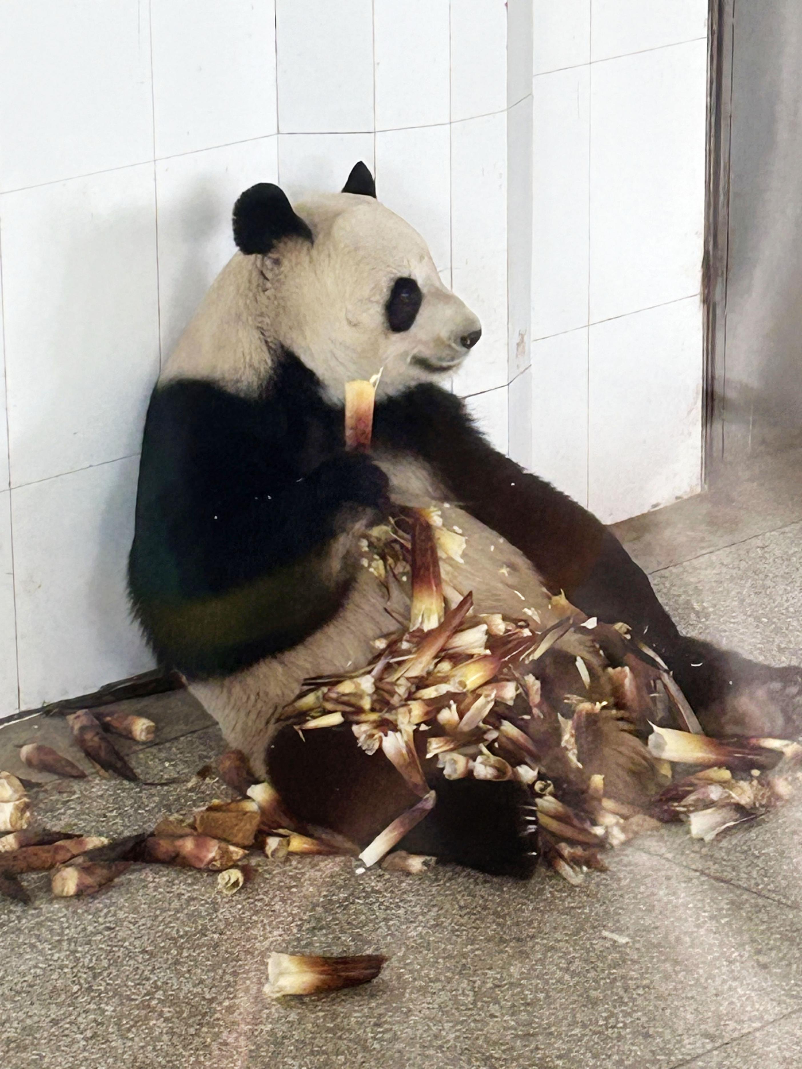 茨城県の大井川知事がパンダ誘致へ覚書締結 中国・陝西省を訪問