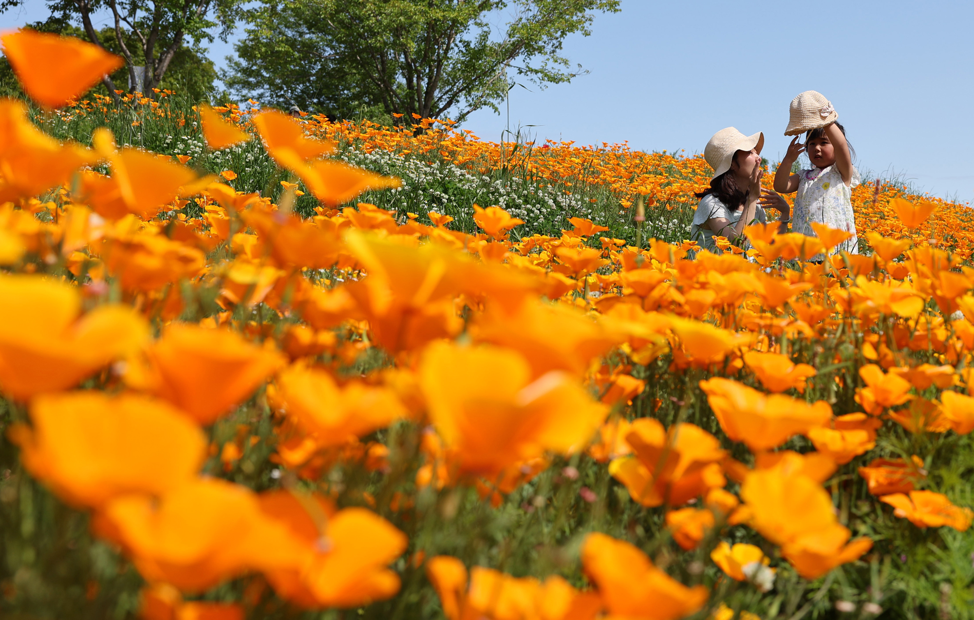 万博公園に広がる絶景 カリフォルニアポピー満開 産経ニュース