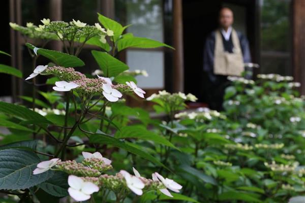 アマチャの花 色鮮やかに 釈迦の一生を表現 枯れ山水 甘露庭 を特別公開 京都の霊源院 産経ニュース