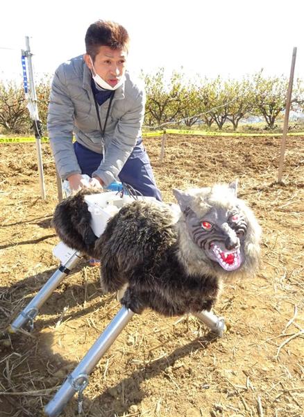 ３３種の動物や人の声で威嚇する 害獣撃退オオカミロボが発進 農作物被害対策に 山梨 南アルプス市 1 2ページ 産経ニュース