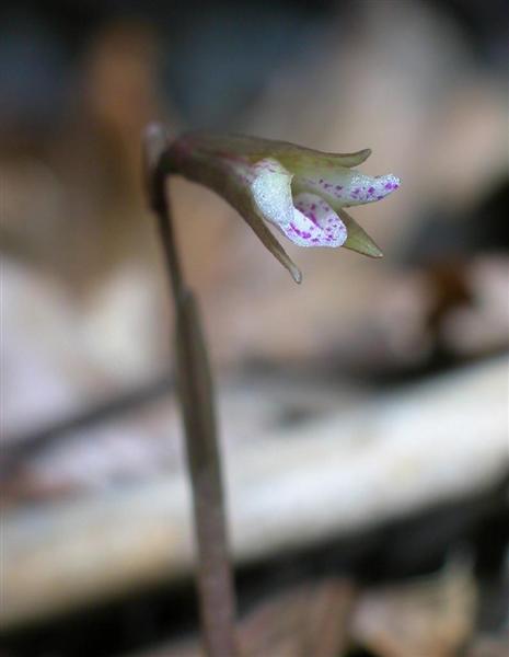 絶滅危惧種のランに酷似 筑波実験植物園が新種発見 - 産経ニュース