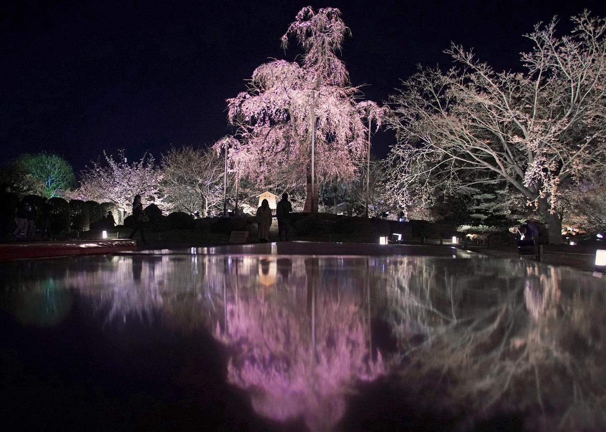 五重塔とともに浮かぶ桜 京都 東寺 産経ニュース