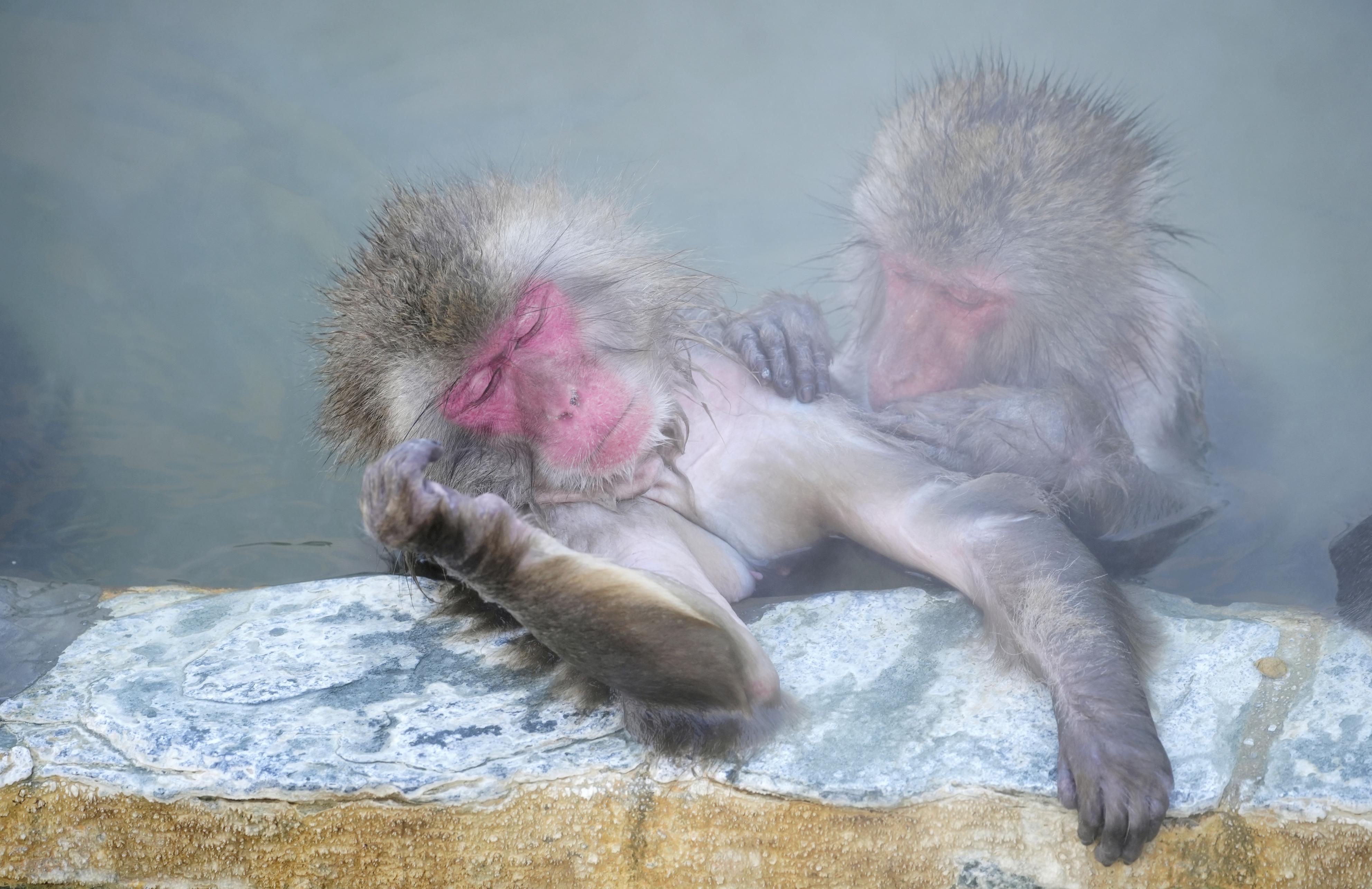 温泉好き８割 湯温に 厳しい お猿さん 露天風呂で満足げ 函館市熱帯植物園 産経ニュース