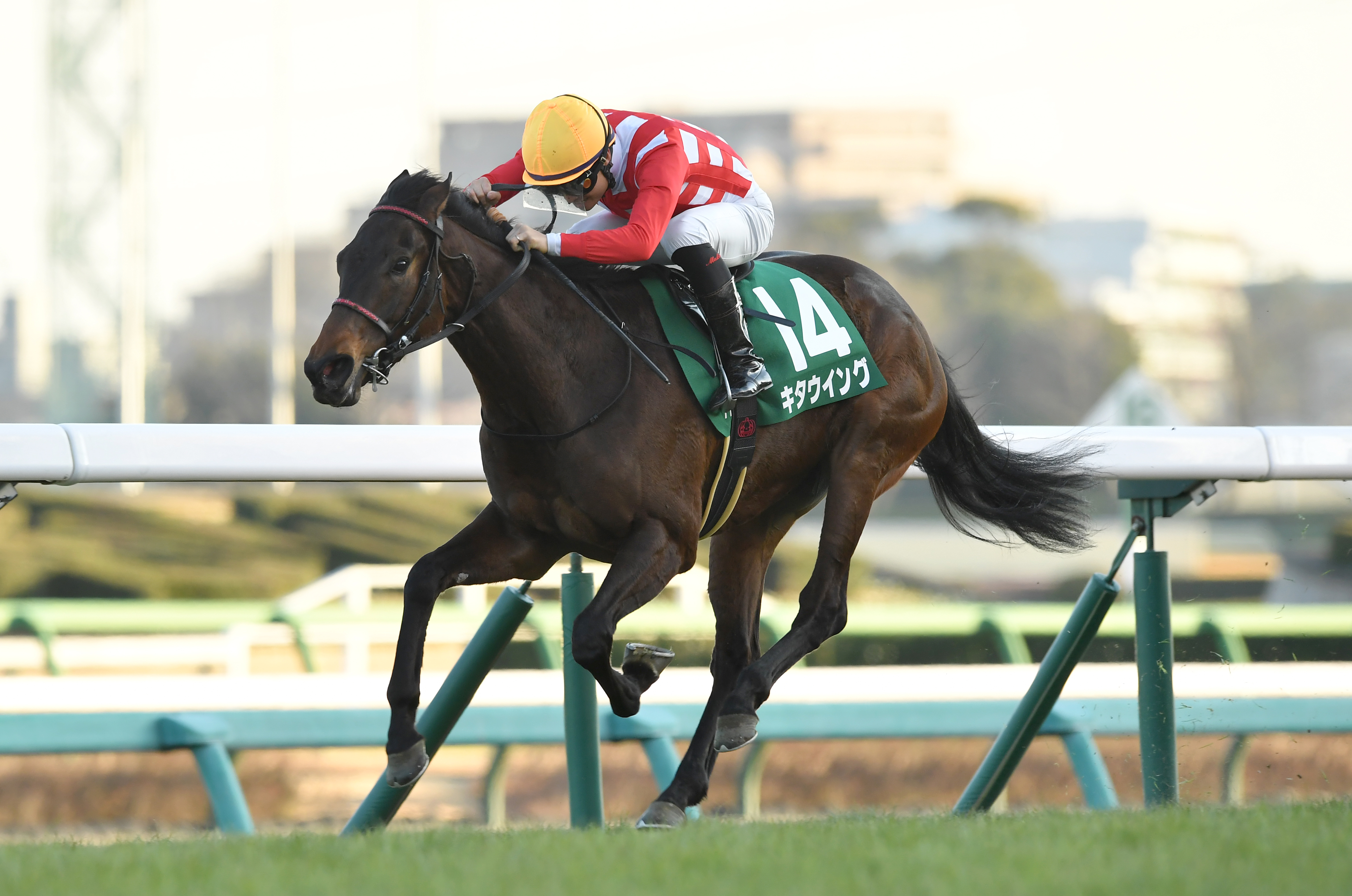 朱☆馬 3歳以上次走】朱鷺S10着キタウイングは京成杯AHを視野