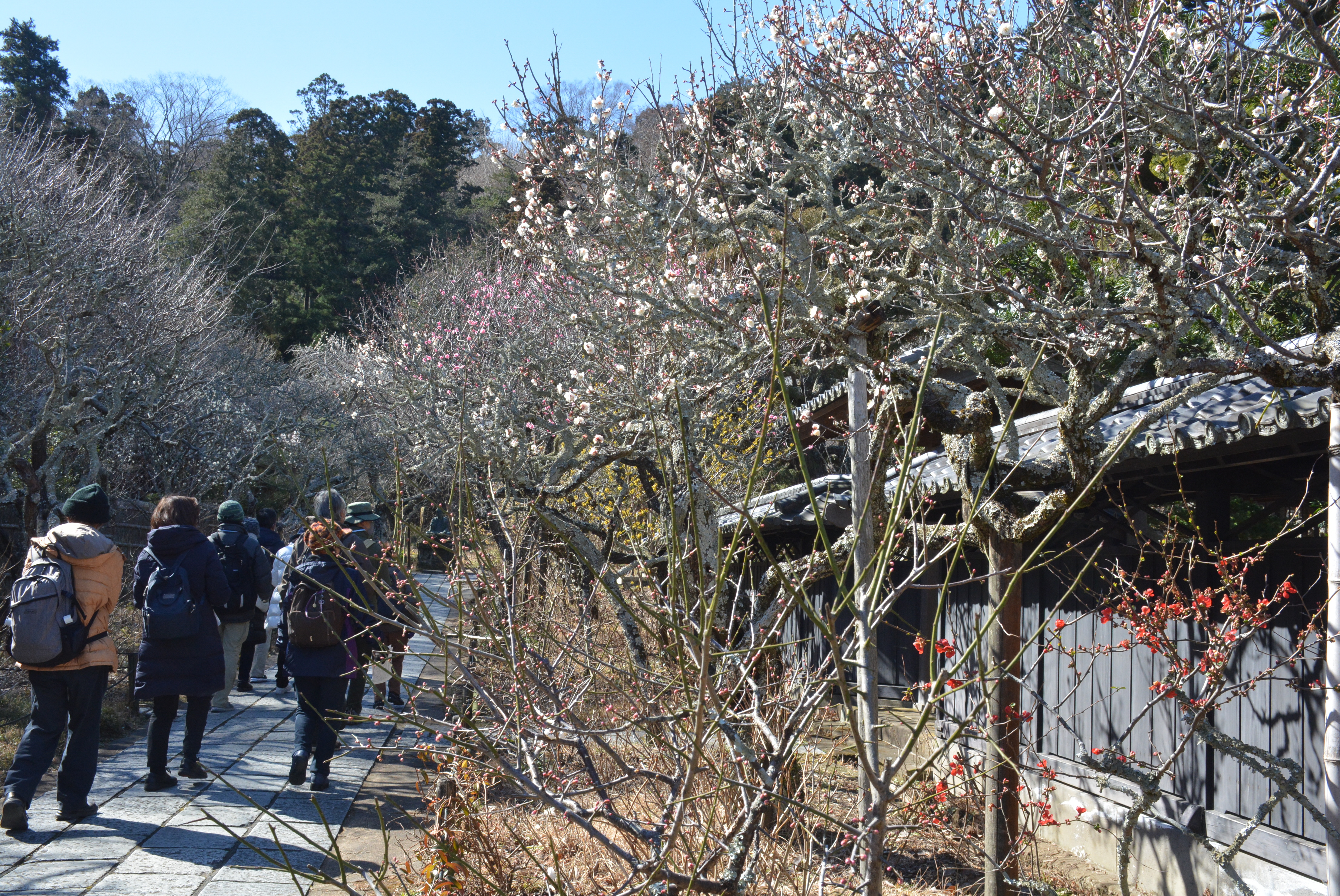 中古】 花ざんまい 鎌倉 東慶寺の花 鎌倉Today | 今月の花