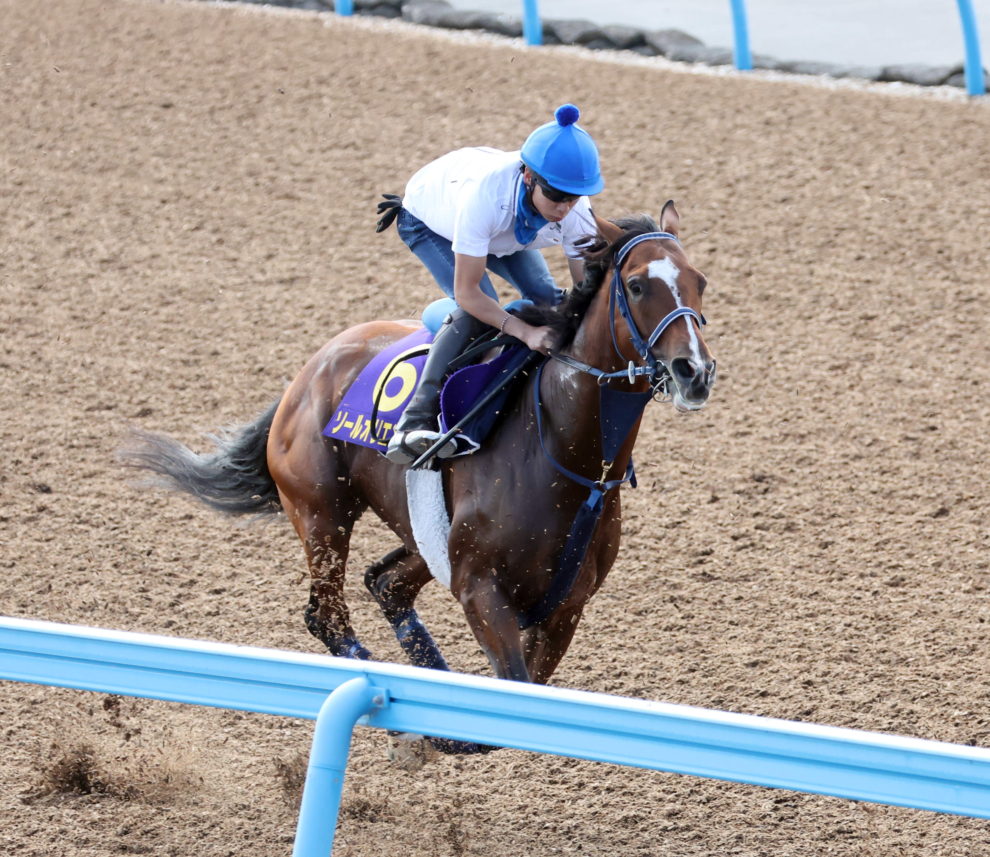 【菊花賞】ソールオリエンス活気十分クビ差先着 横山武史騎手 ...