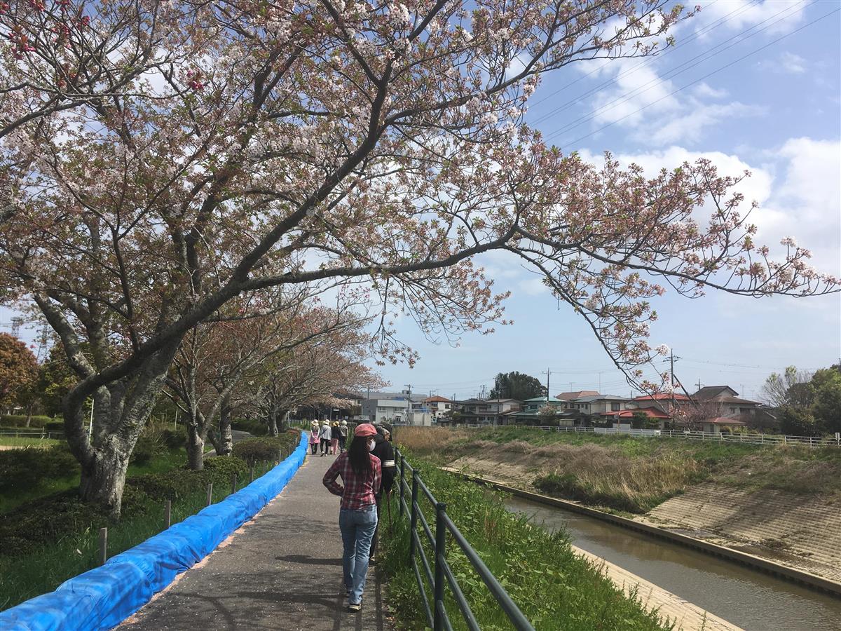 千葉県茂原市 桜並木の動画撮影でｃｆ 一昨年の大雨被害による河川改修で伐採へ 産経ニュース