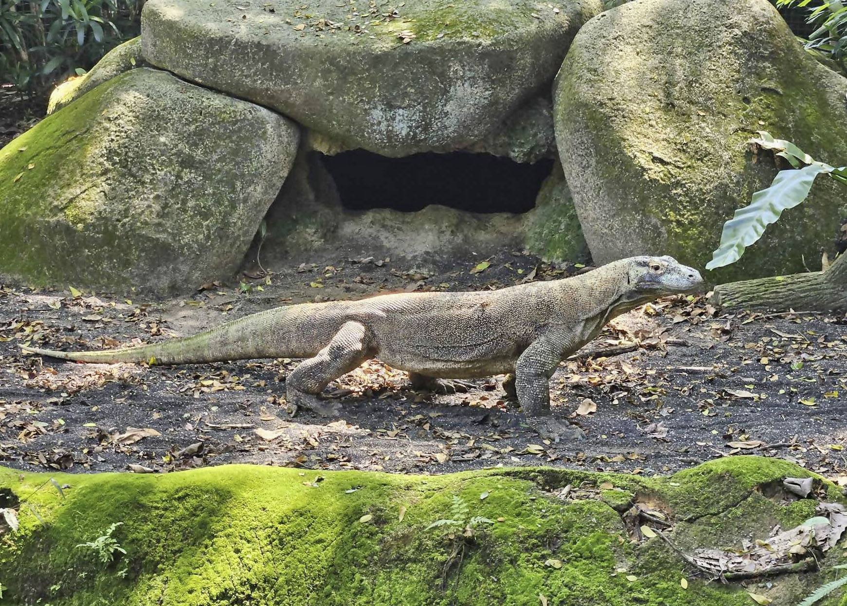 コモドオオトカゲ、国内で唯一の飼育展示へ １３歳の雄「タロウ」 名古屋・東山動植物園 - 産経ニュース