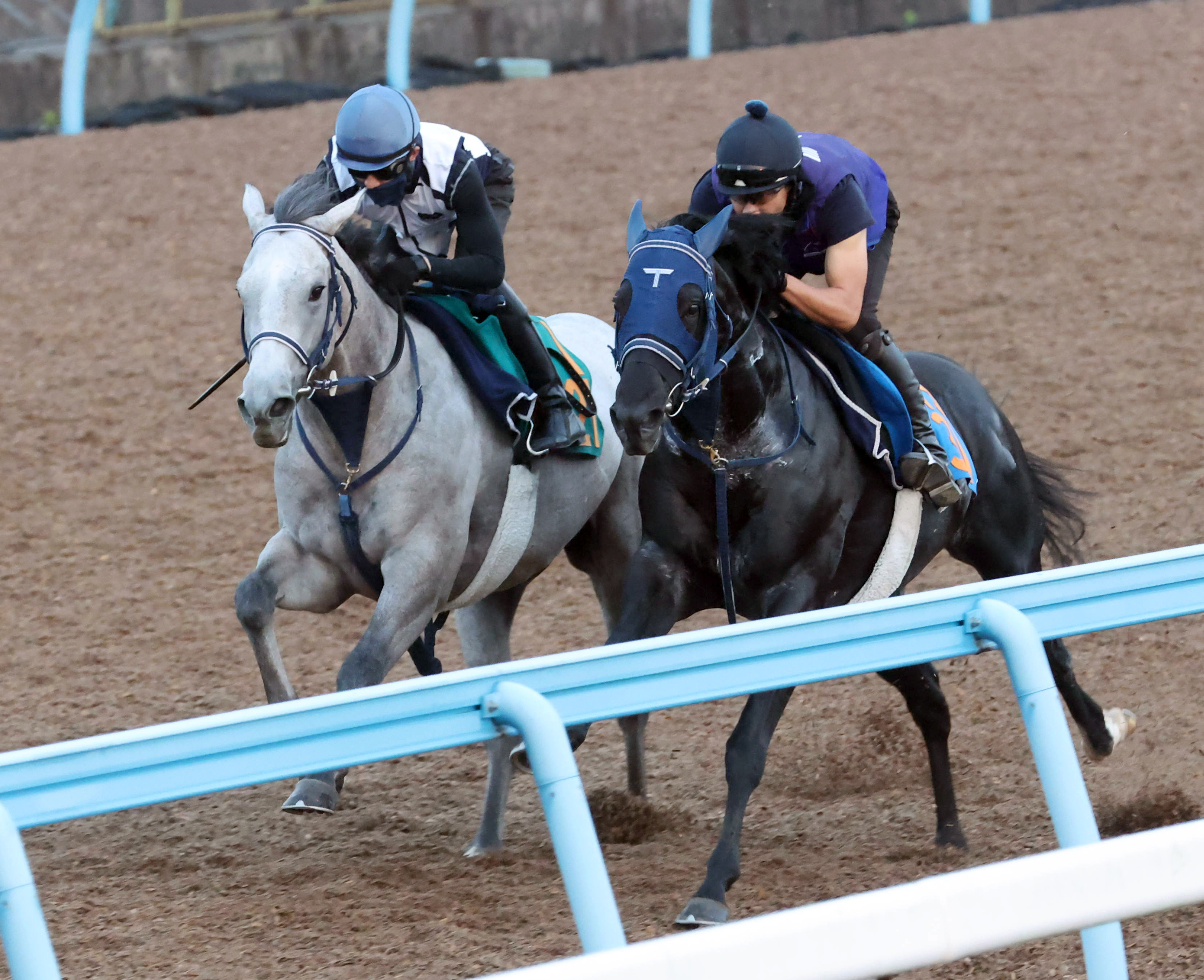 合う馬 今日の注目新馬】名牝系出身のヴェルバーニア 手塚久師「動き自体には