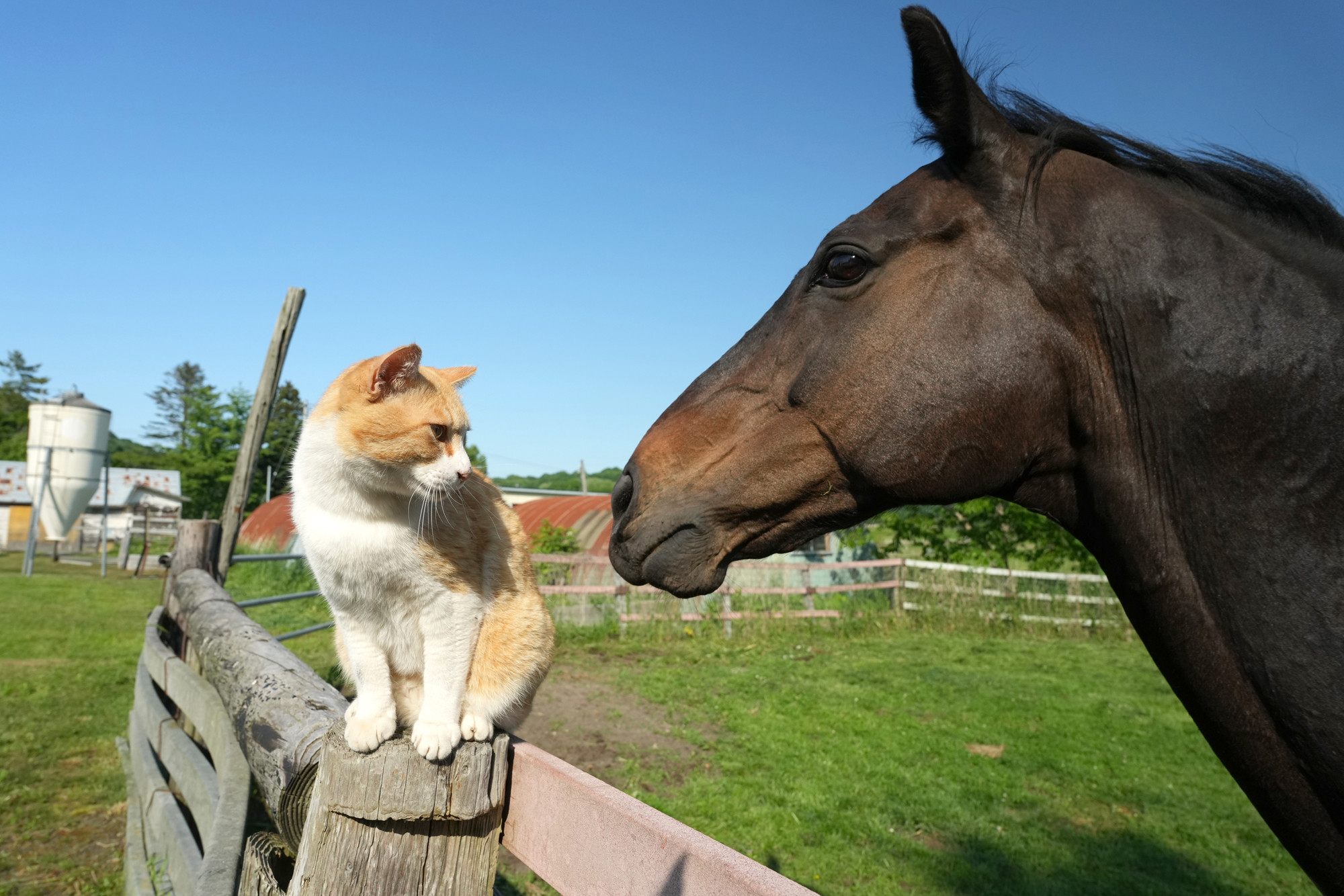 動画】ハート柄の猫が決め手に 産経のベテランカメラマンが撮る「猫