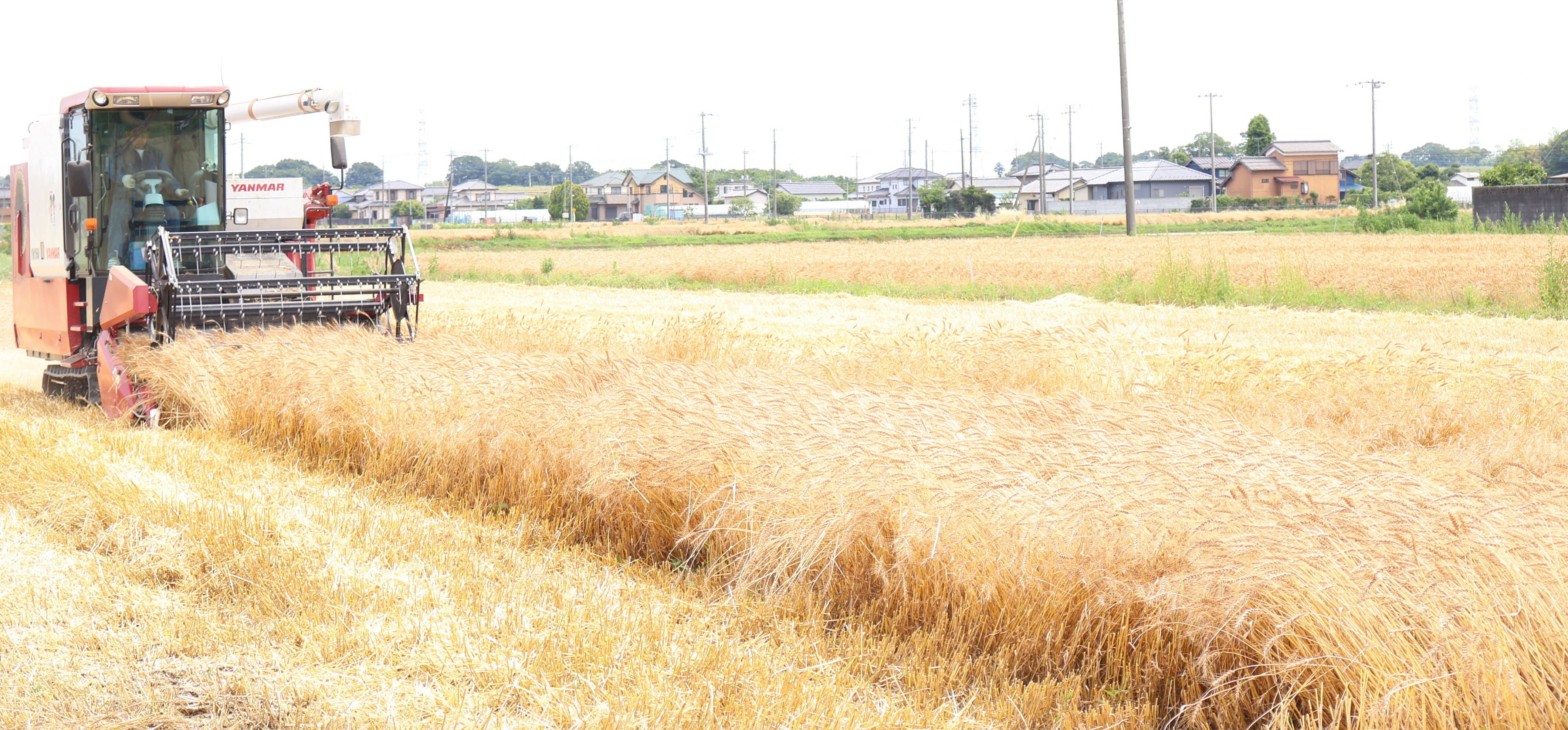 実りの麦畑　金謙伊　黄　風水　小麦 実りの麦畑 金謙伊 黄 風水 小麦