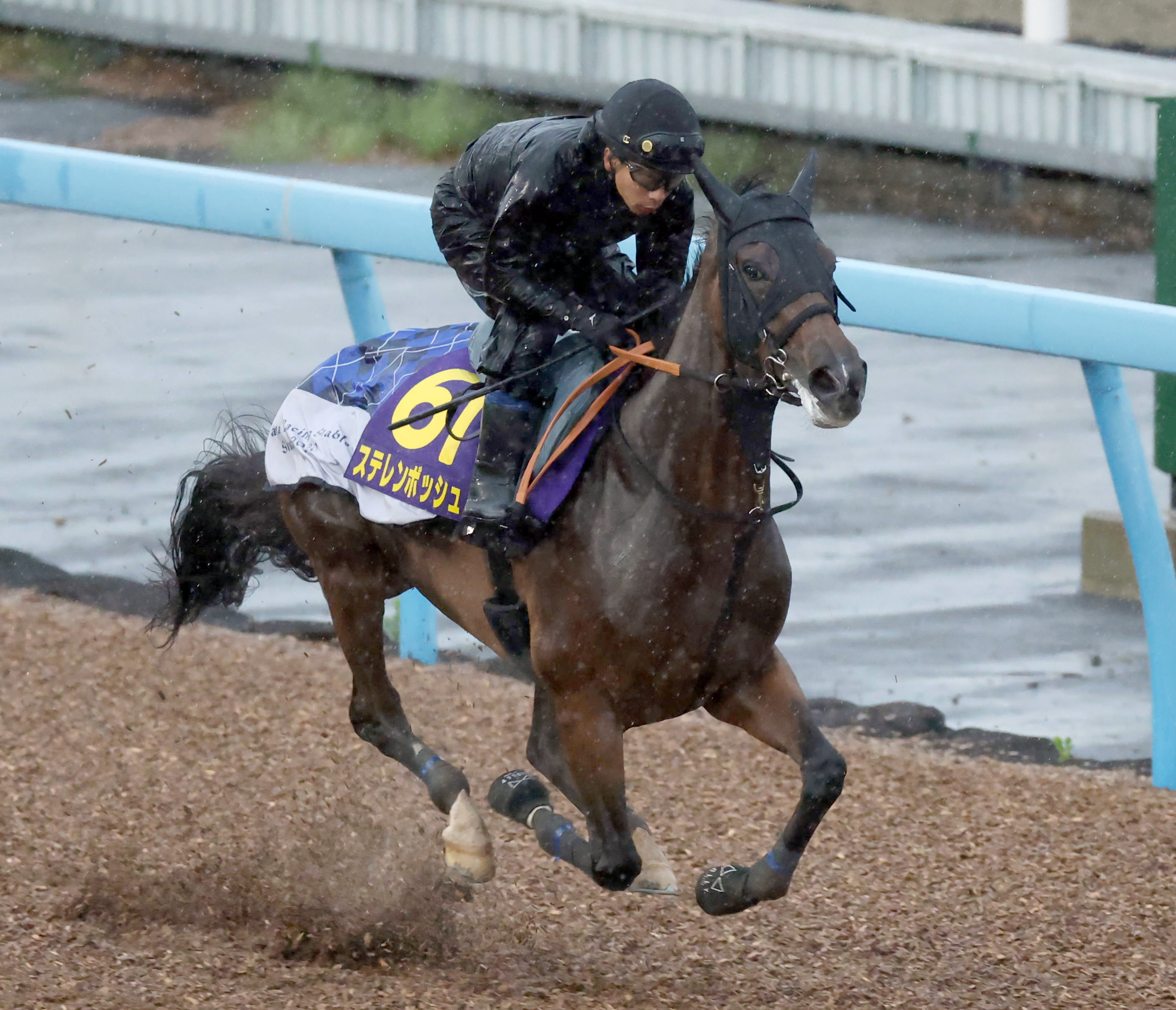 安田記念 追い切り】ステレンボッシュは軽快にラスト11秒3 宮田師「体