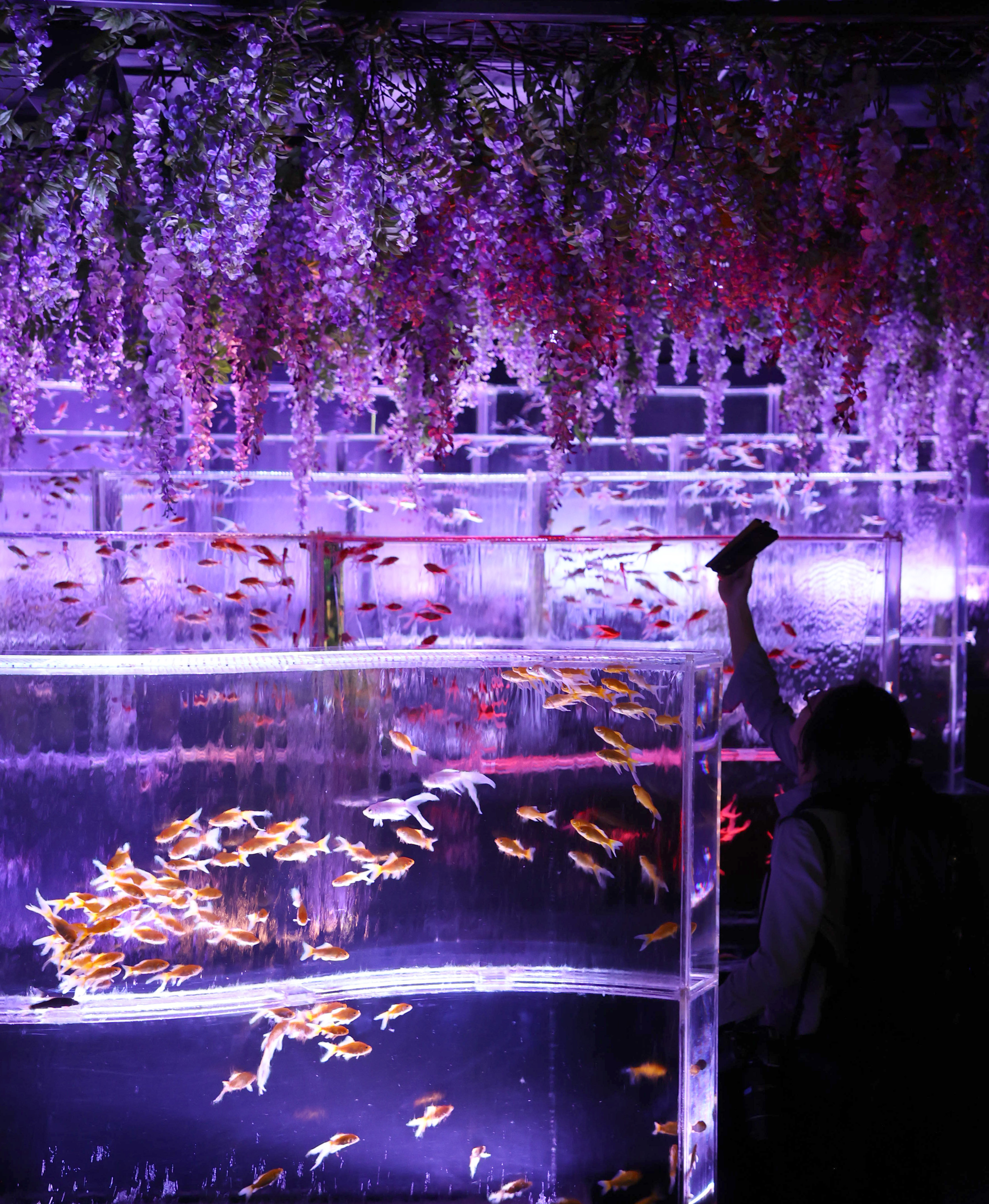 花と魚の装飾が施された至高の鏡 — 時を超える美の結晶 𓇬 京セラ美術館でやってる 蜷川実花展🦋 ⁡ 圧倒的に綺麗やのに