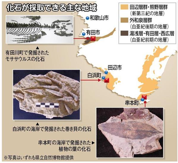 紀伊半島は化石の宝庫？ 恐竜も歩いた和歌山の大地（2/3ページ） - 産経ニュース