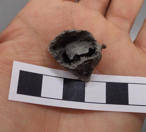 化石 DXBZ15k1P6RTTBs8zRJx.jpg