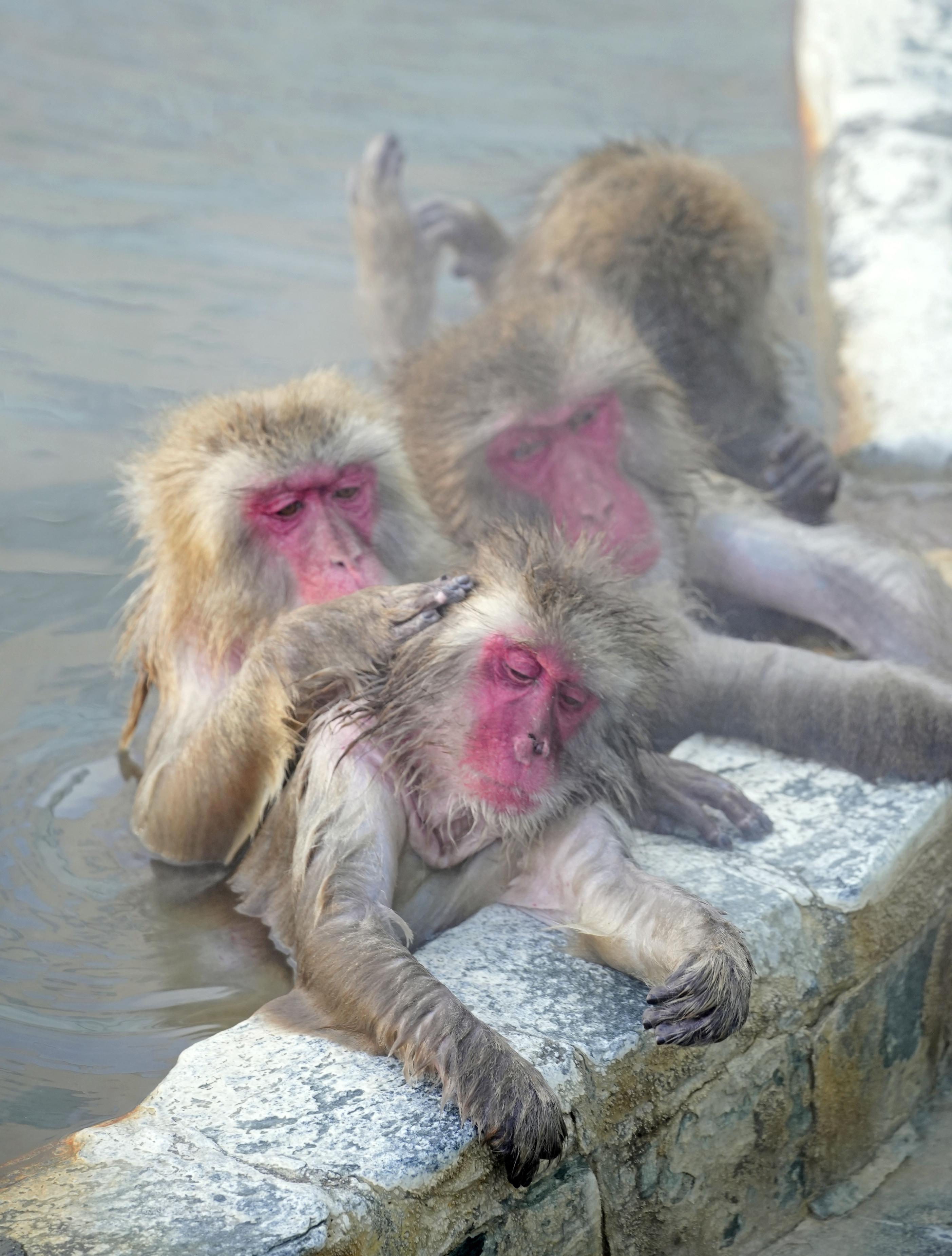 温泉好き８割 湯温に 厳しい お猿さん 露天風呂で満足げ 函館市熱帯植物園 産経ニュース