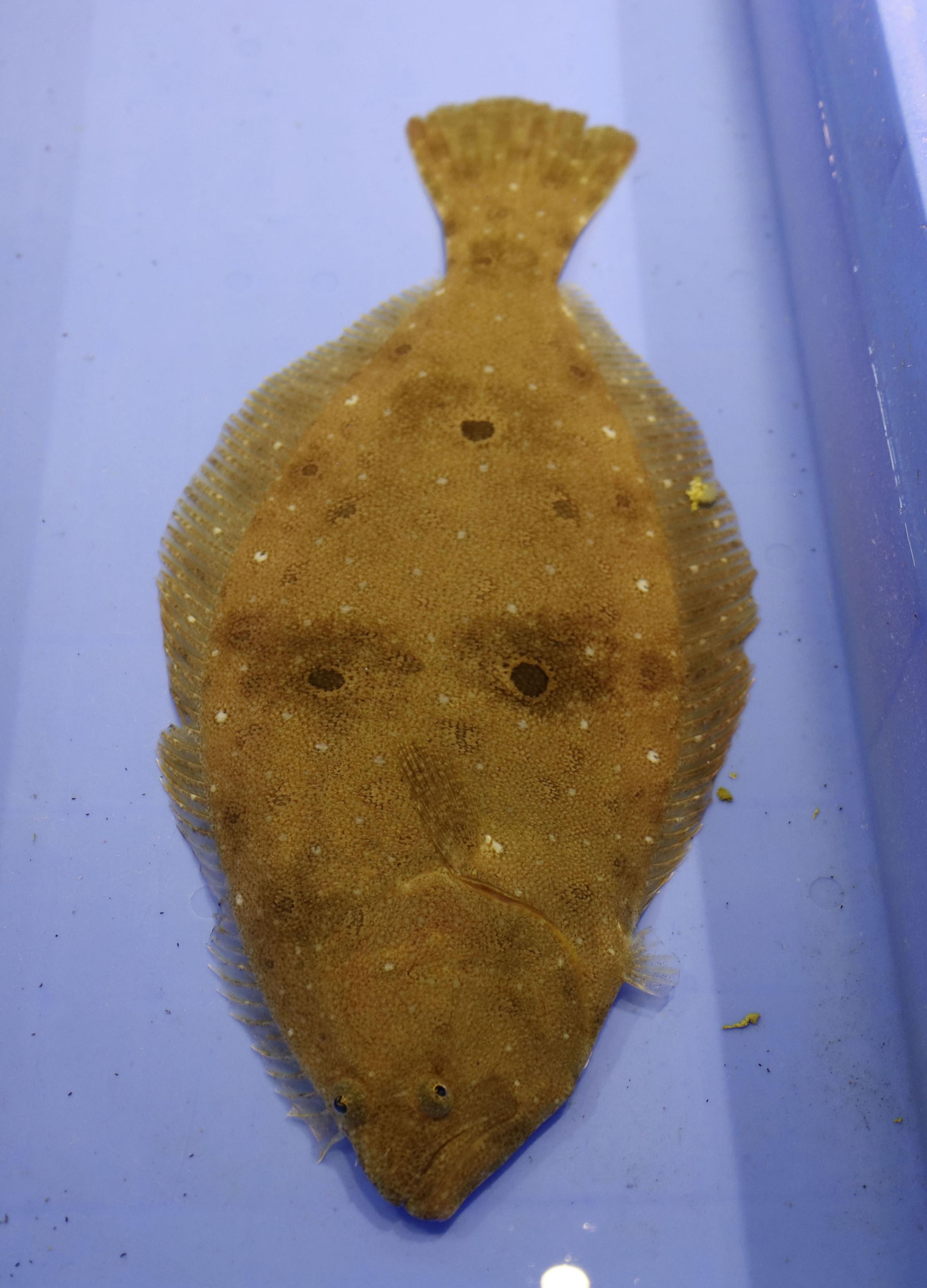 ちょんまげ姿の侍⁈ 釜石の鮮魚店に〝人面ヒラメ〟 - 産経ニュース