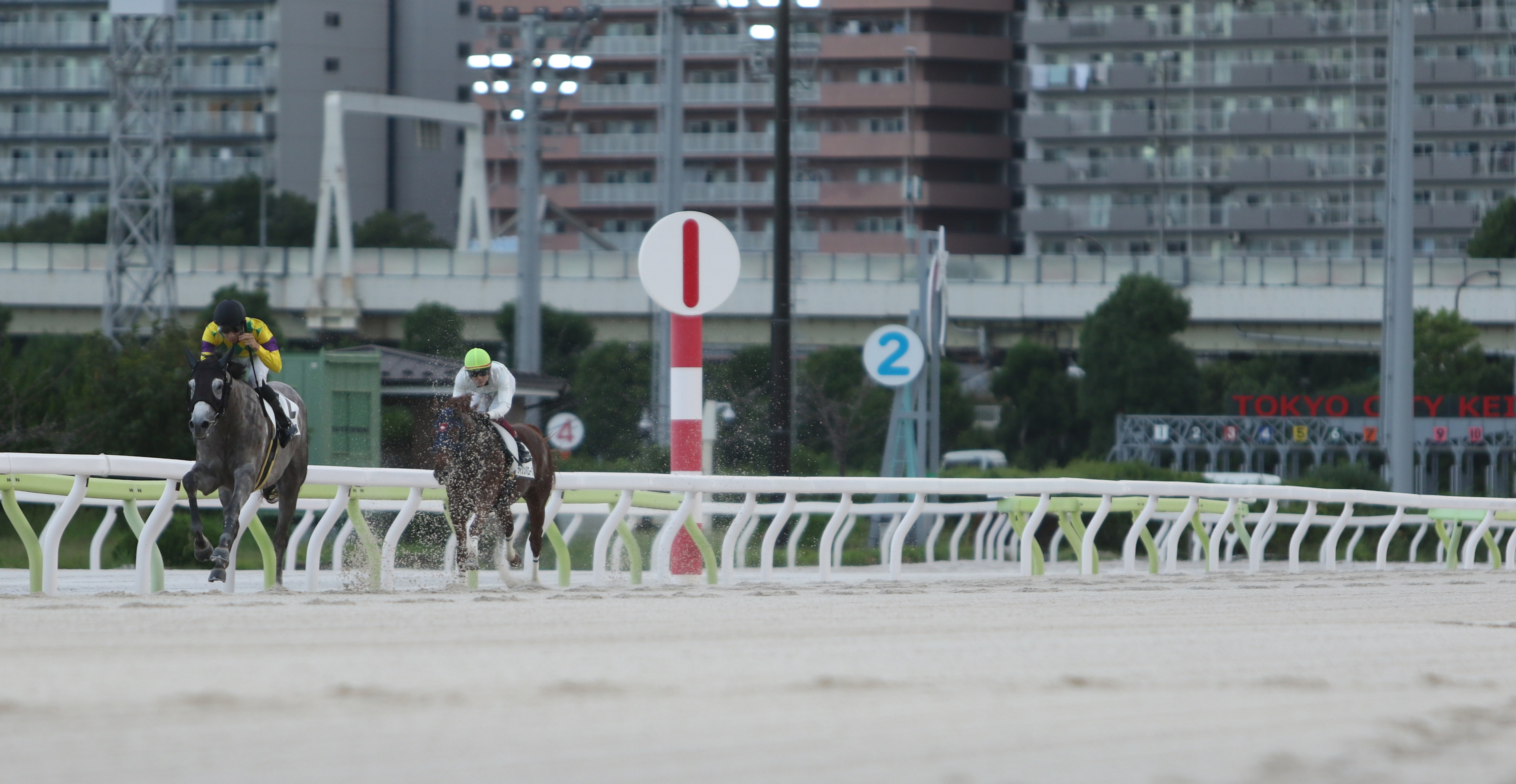 大井競馬で珍事 2頭立てレースが行われる - サンスポZBAT!