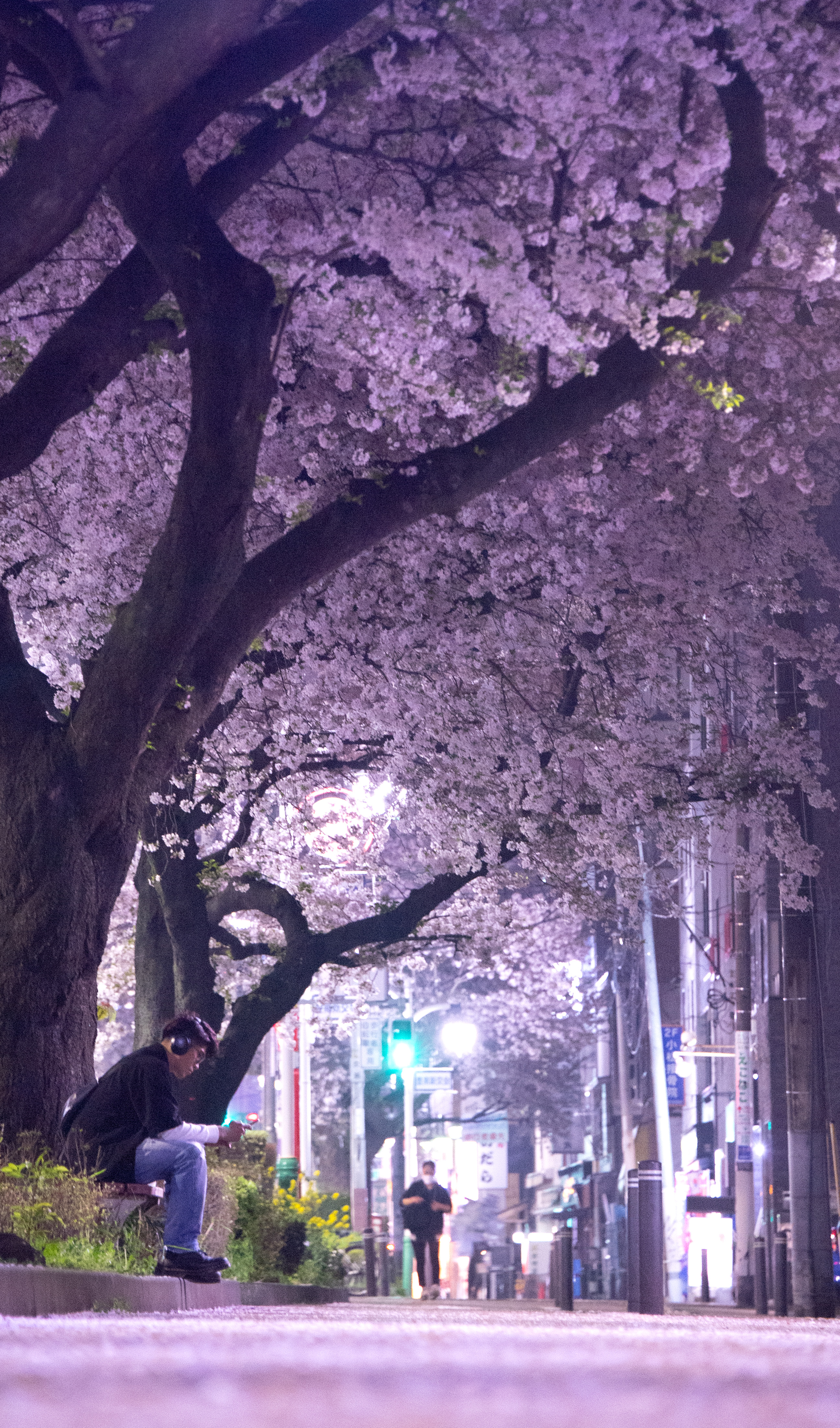 散る前に のんびり夜桜散歩 東京・練馬 桜便り2024 - 産経ニュース