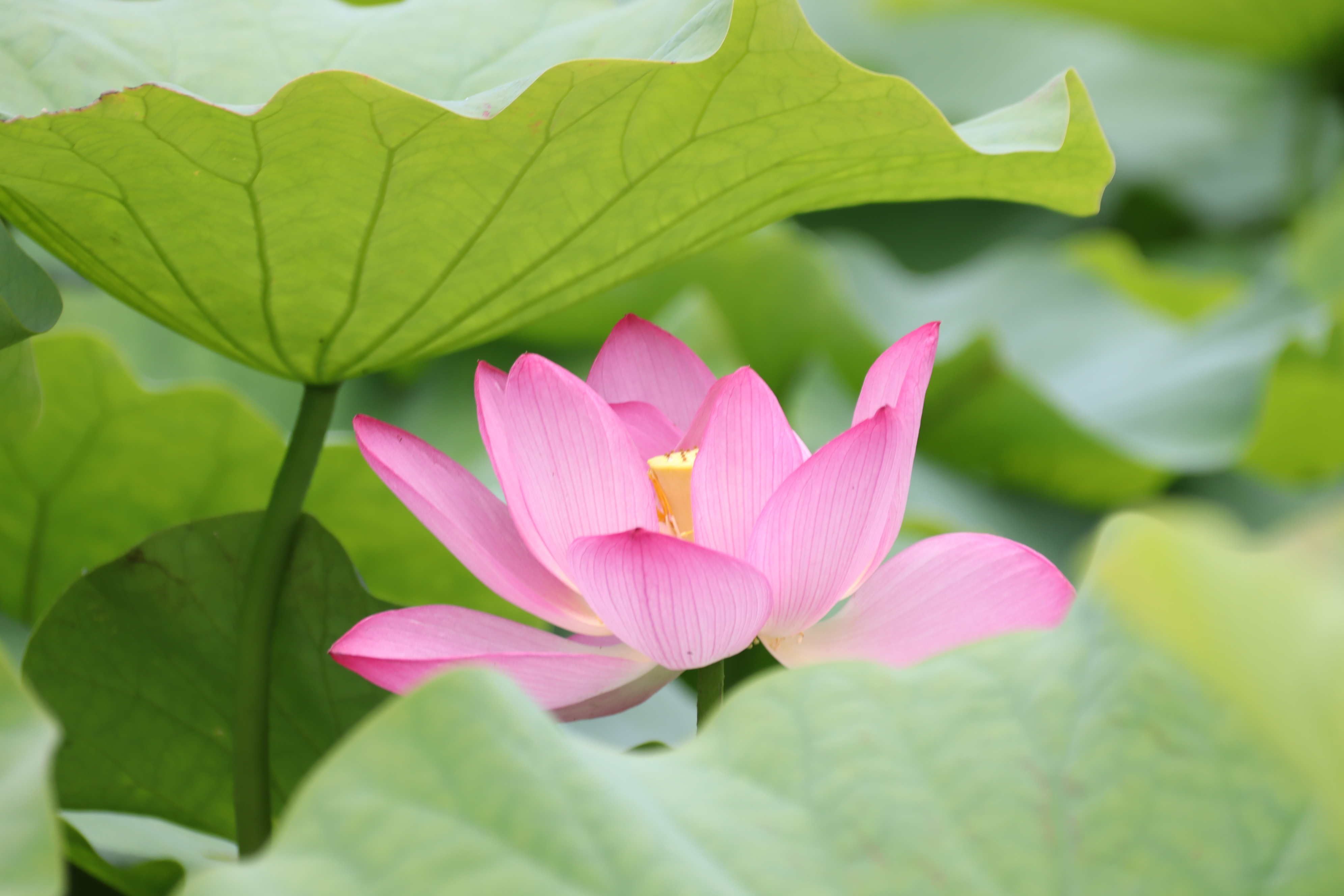 高田 祐樹 産経ニュース