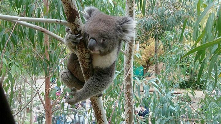 天王寺動物園、人気のコアラ飼育撤退 繁殖の困難さ、高額な餌代など