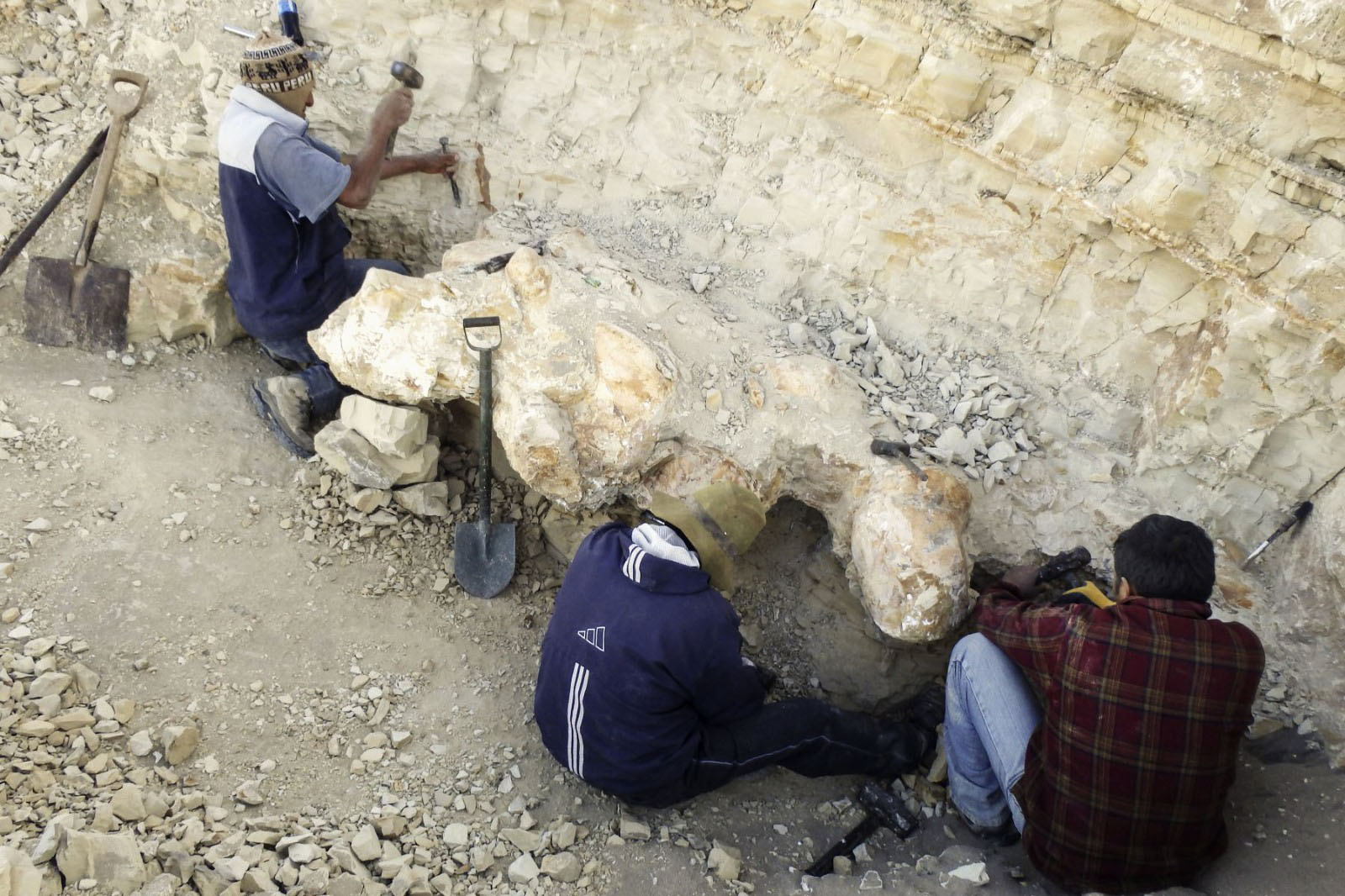 フォト】クジラ化石、世界最重量か ペルー、3900万年前に生息