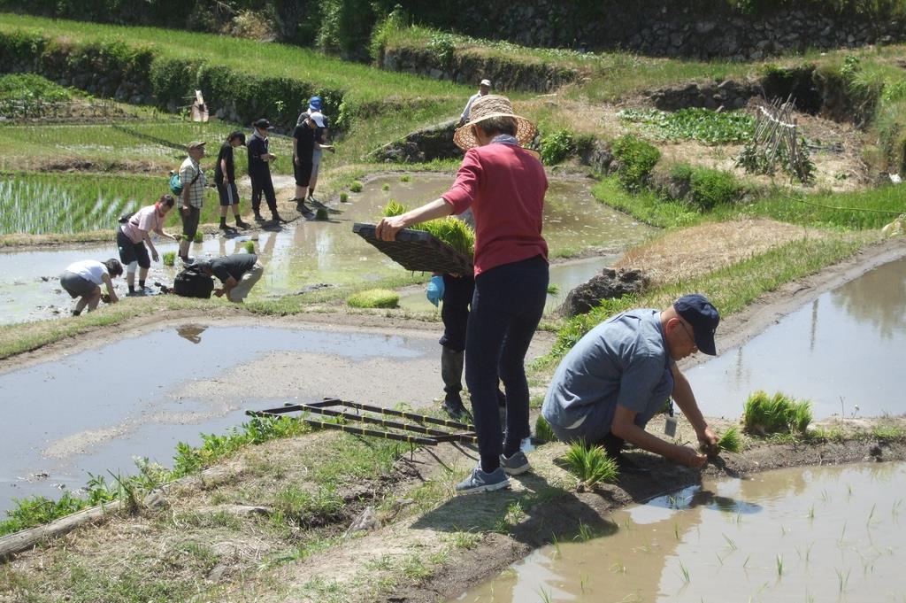 棚田オーナーが田植え体験 香川 小豆島の中山千枚田 産経ニュース