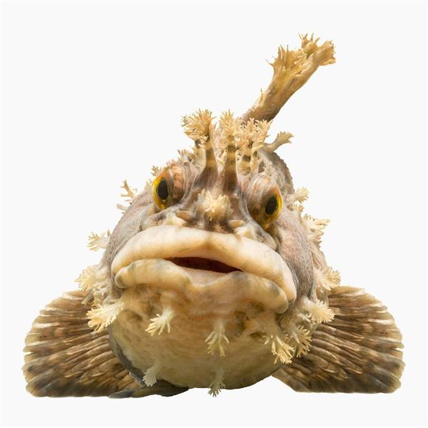 怒っているのか 笑っているのか 不思議な 顔 を持つ魚大集合 大阪 海遊館で 顔博 産経ニュース